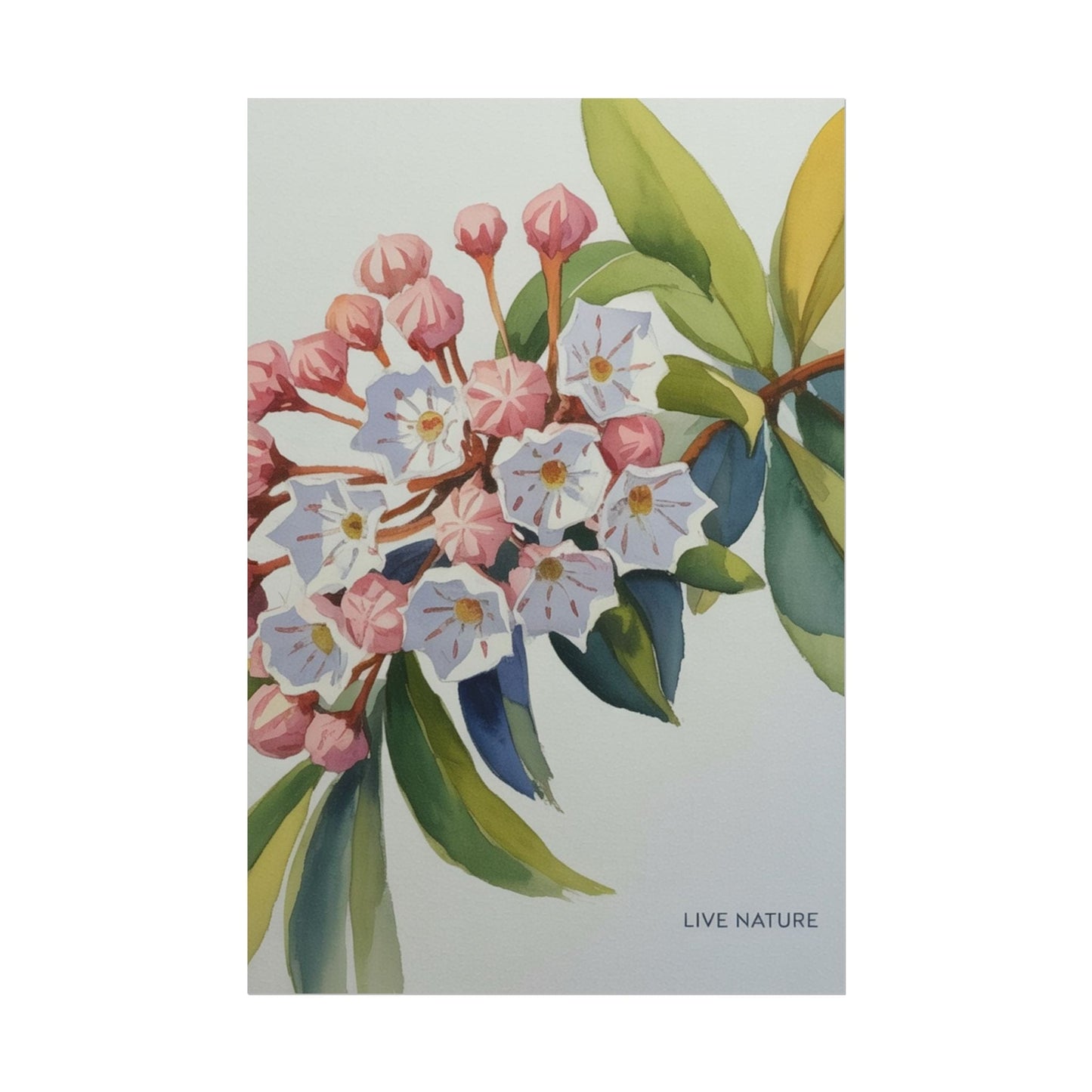 Mountain Laurel Connecticut State Flower Art Print