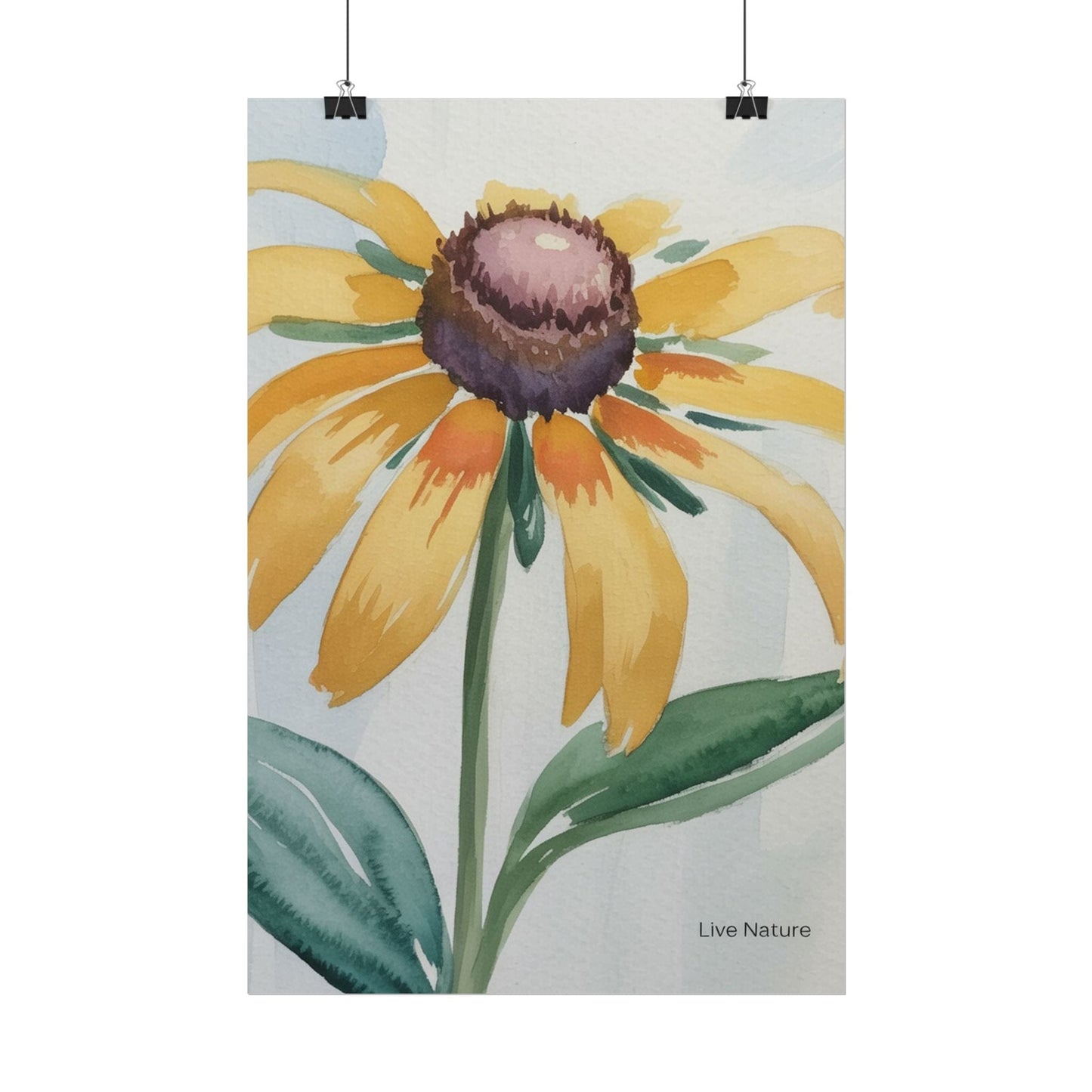 Black Eyed Susan Watercolor Art Print - Live Nature