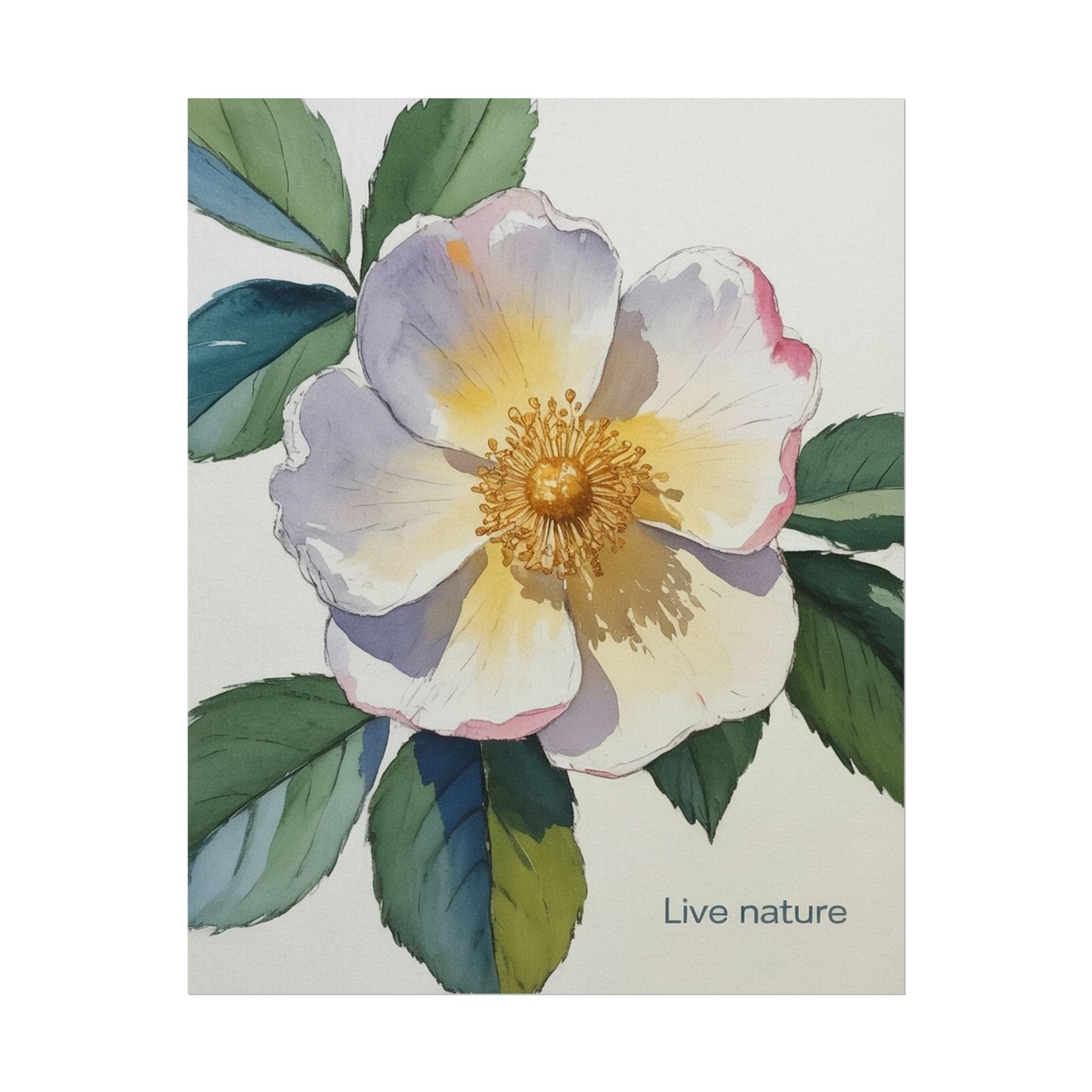 Cherokee Rose Watercolor Art Print 'Live Nature