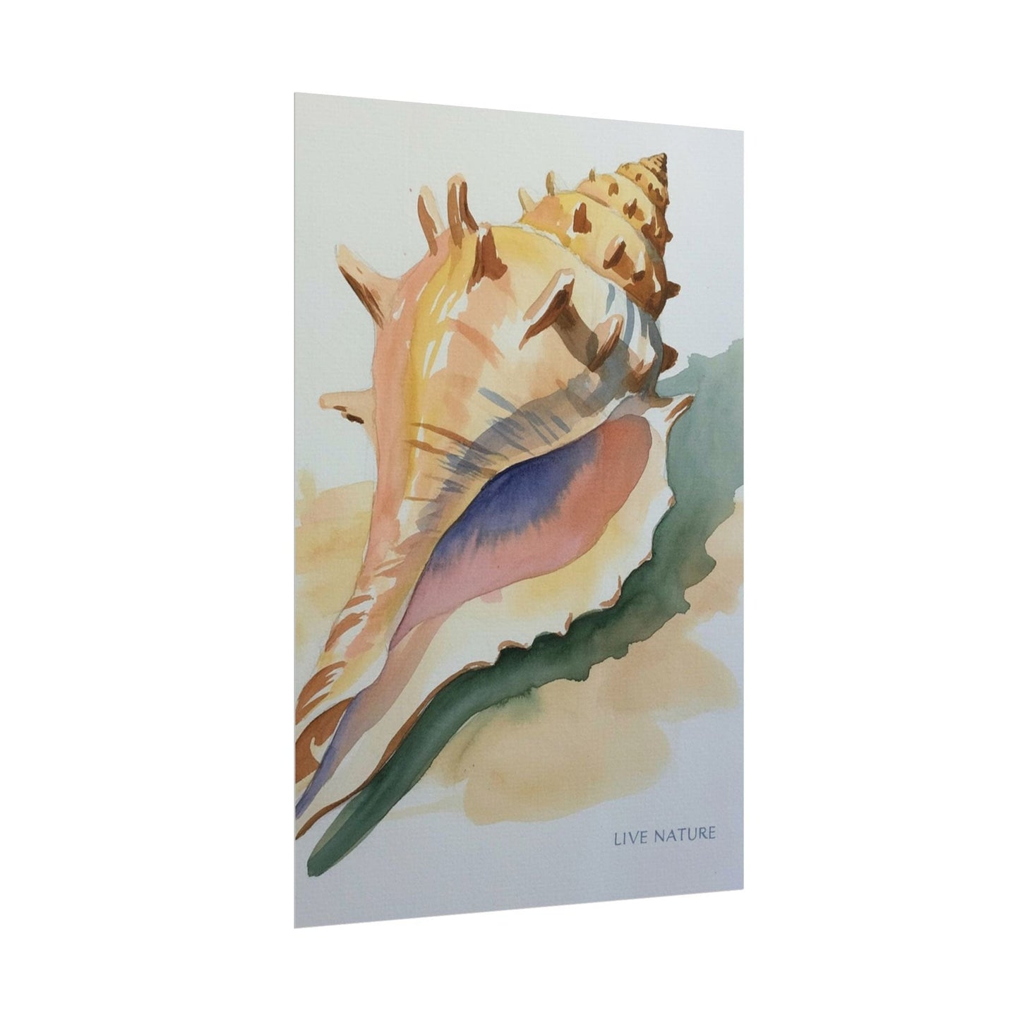 Conch Shell Watercolor Print 'Live Nature' Design