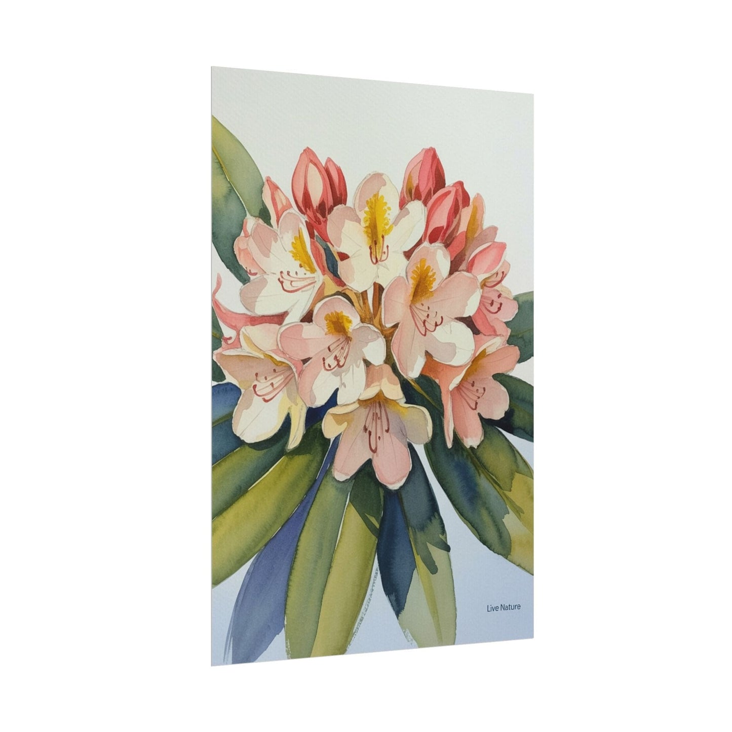 Coast Rhododendron Watercolor Print Washington Art