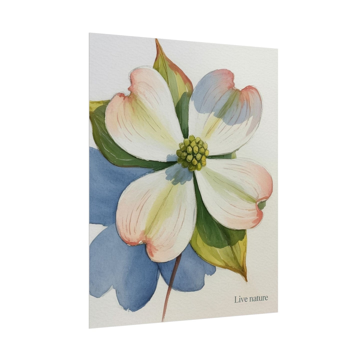 Flowering Dogwood Watercolor Print 'Live Nature