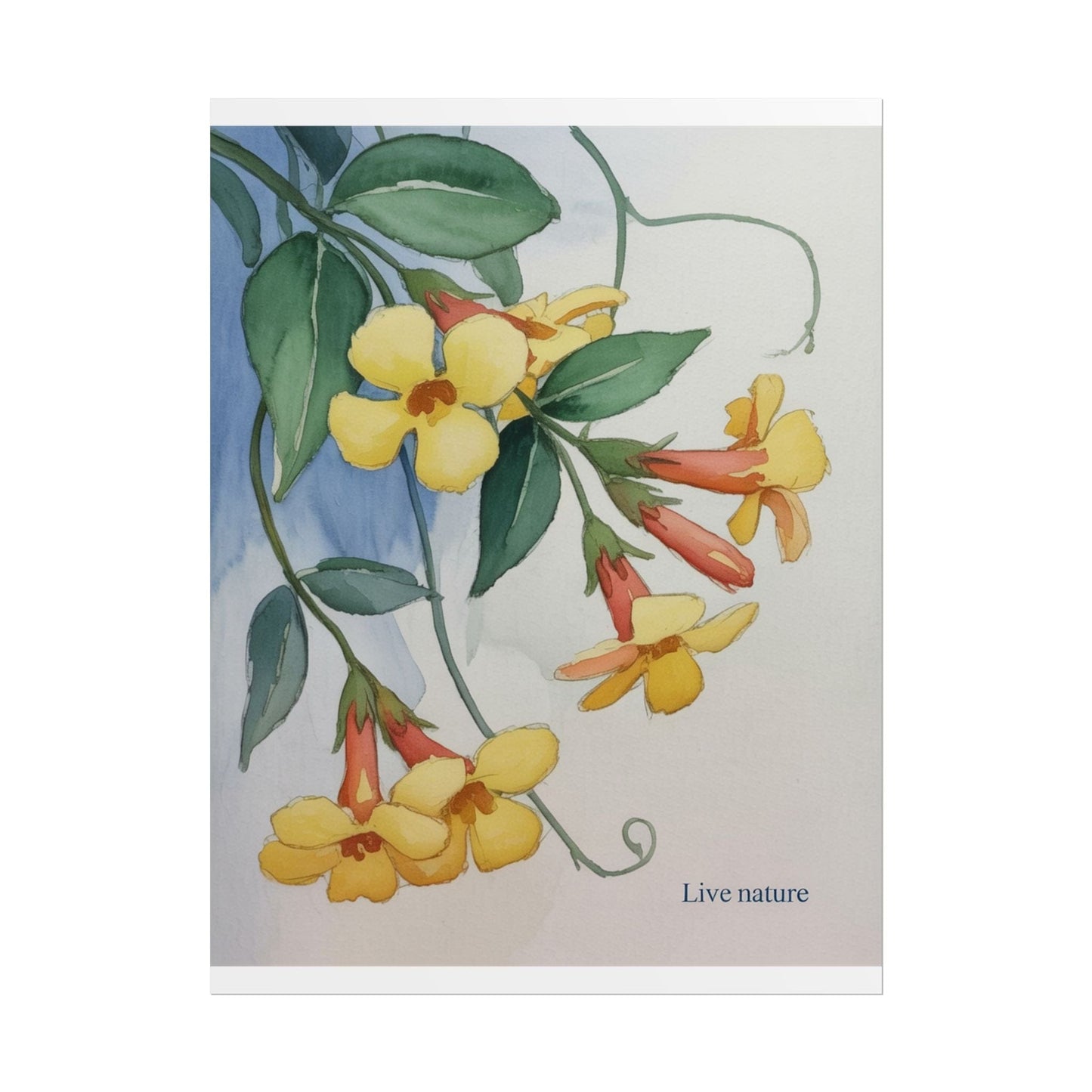 Yellow Jessamine Watercolor Art Print 'Live Nature