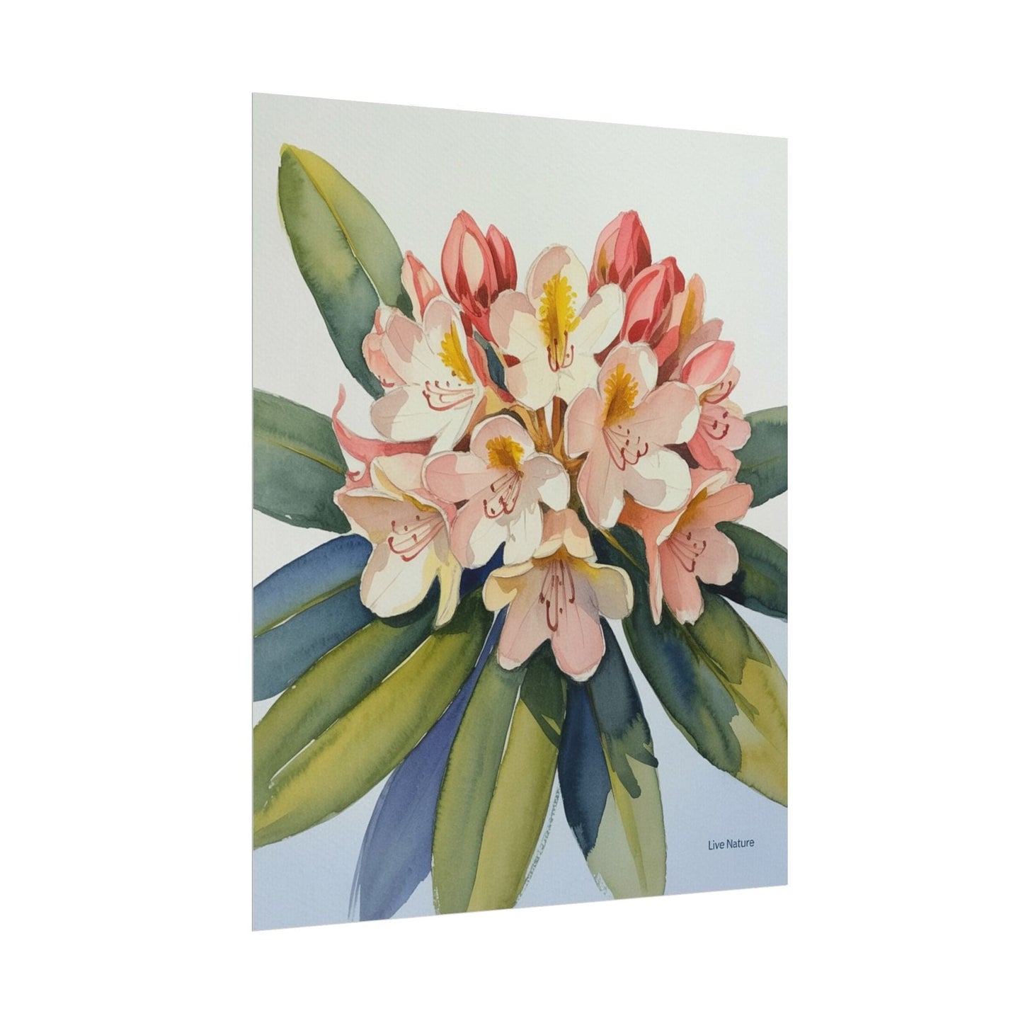 Coast Rhododendron Watercolor Print Washington Art