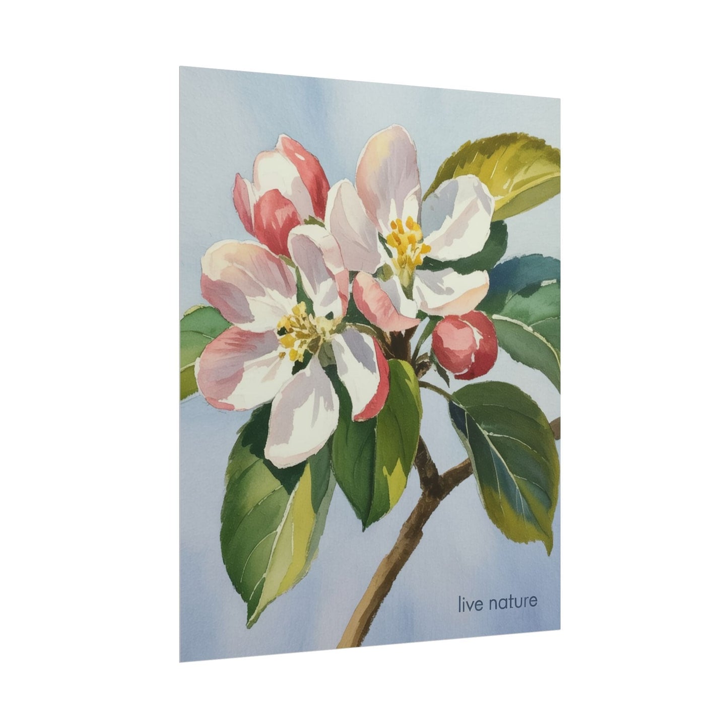 Apple Blossom Watercolor Art Print 'Live Nature' Design