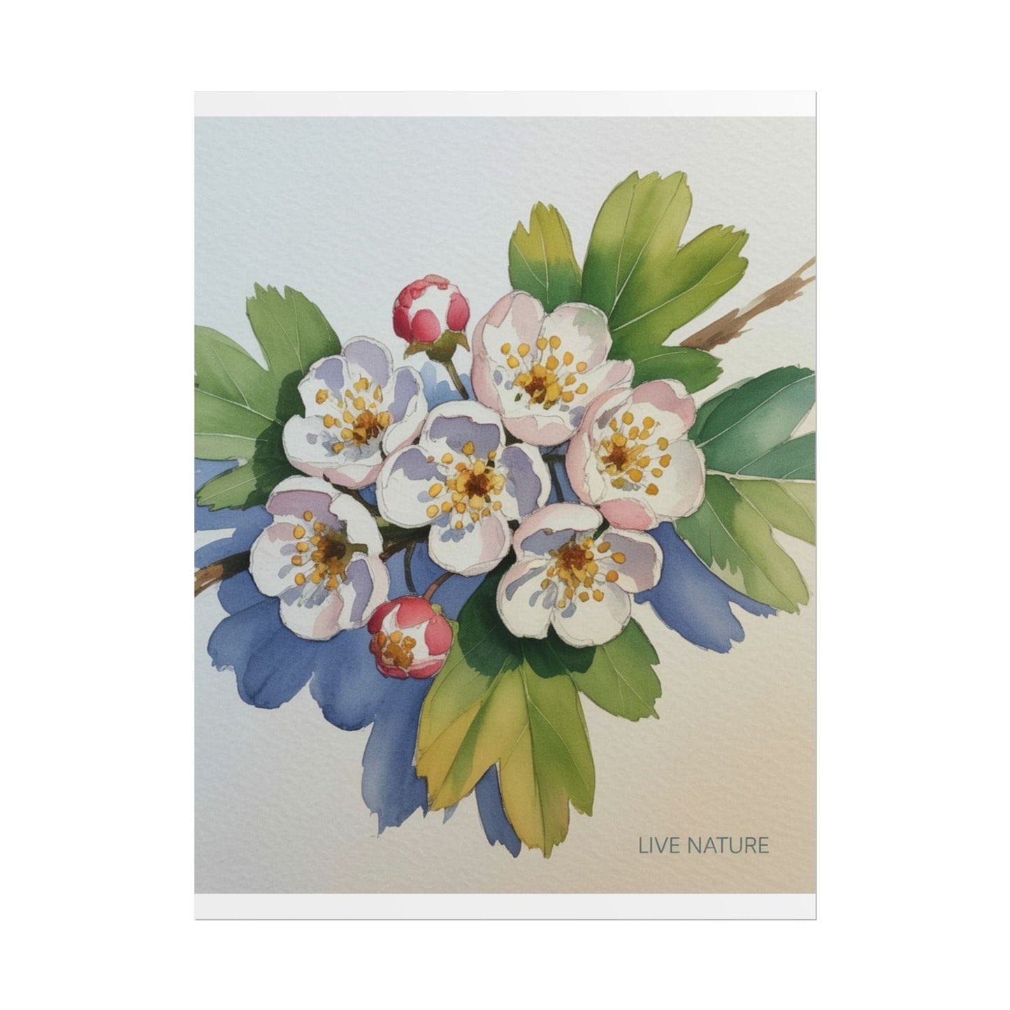 Hawthorn and Dogwood Blossoms Art Print – Live Nature