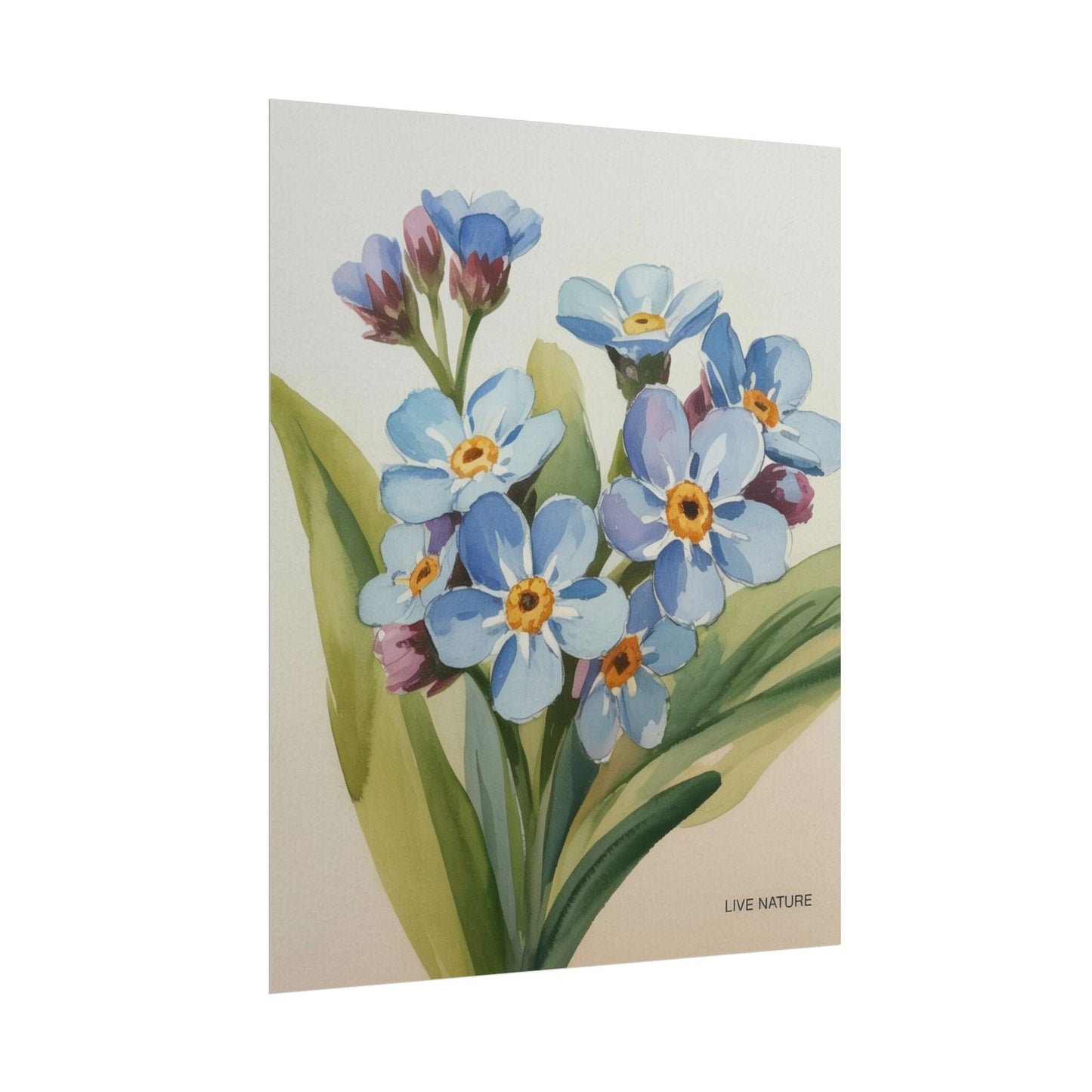 Alaska Forget-Me-Not Floral Watercolor Art Print