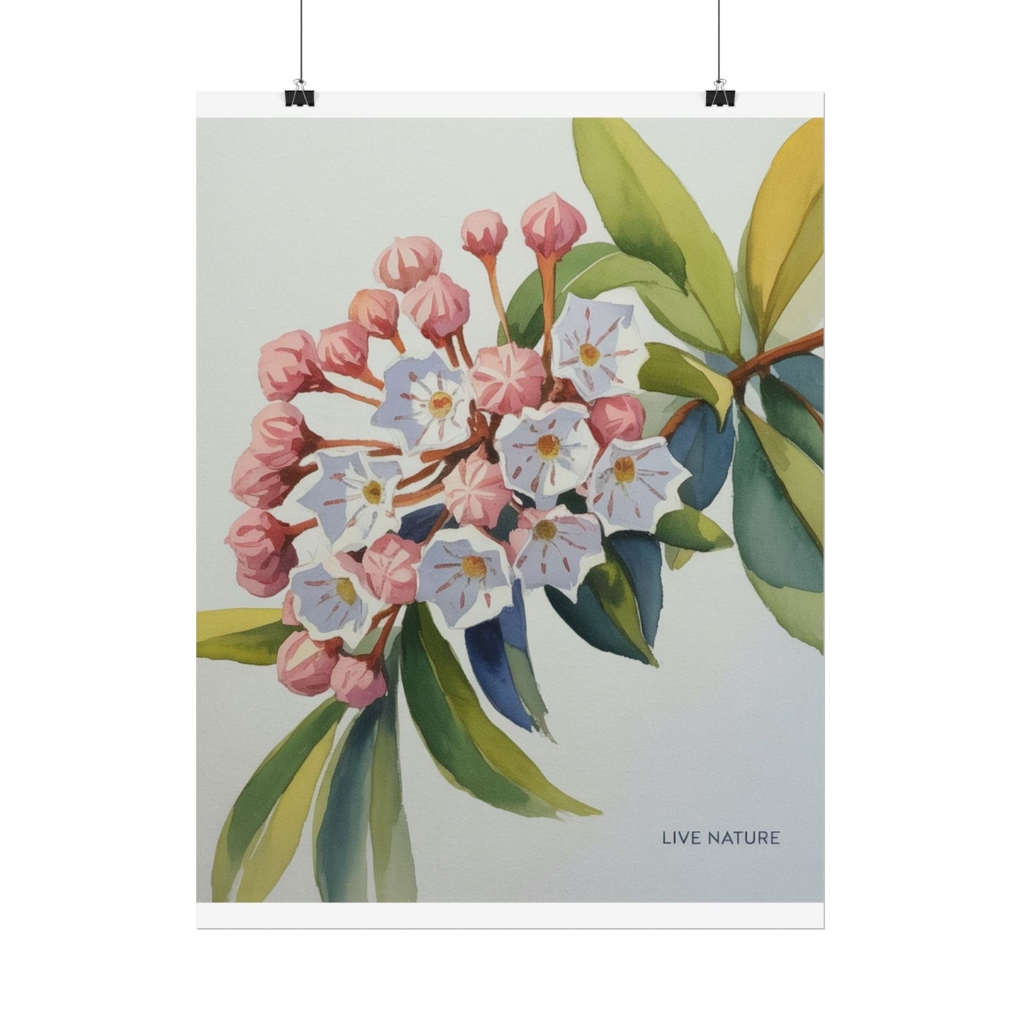 Mountain Laurel Connecticut State Flower Art Print