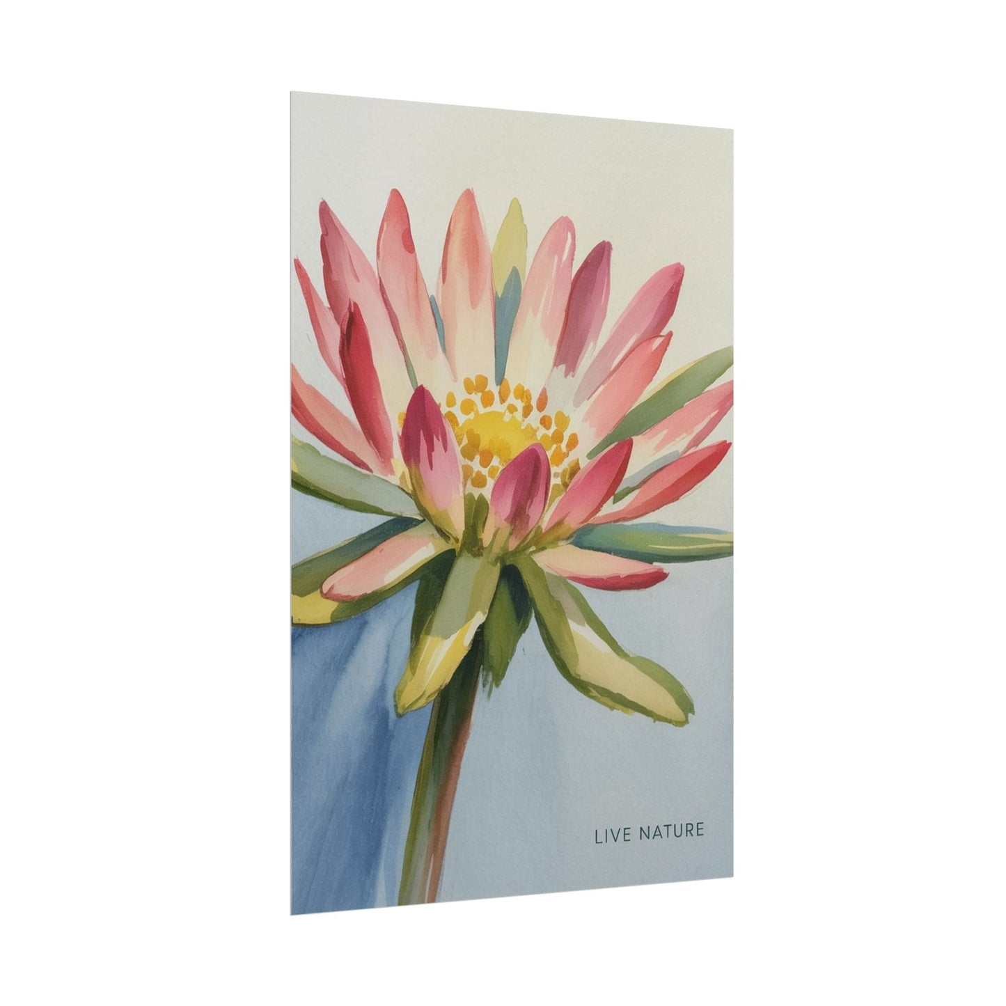 Bitterroot Flower Watercolor Print 'Live Nature