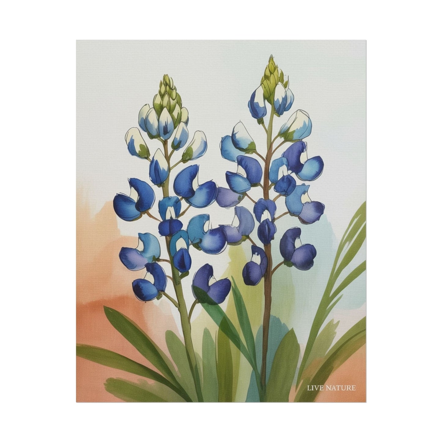Texas Bluebonnet Watercolor Art Print Matte Finish