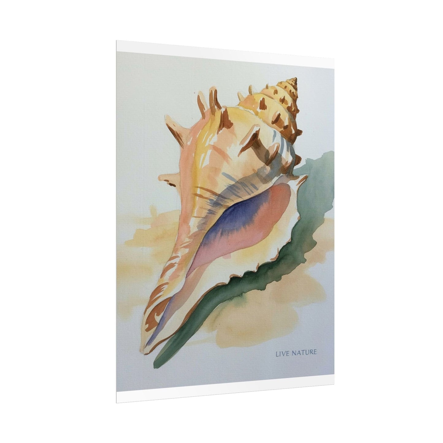 Conch Shell Watercolor Print 'Live Nature' Design