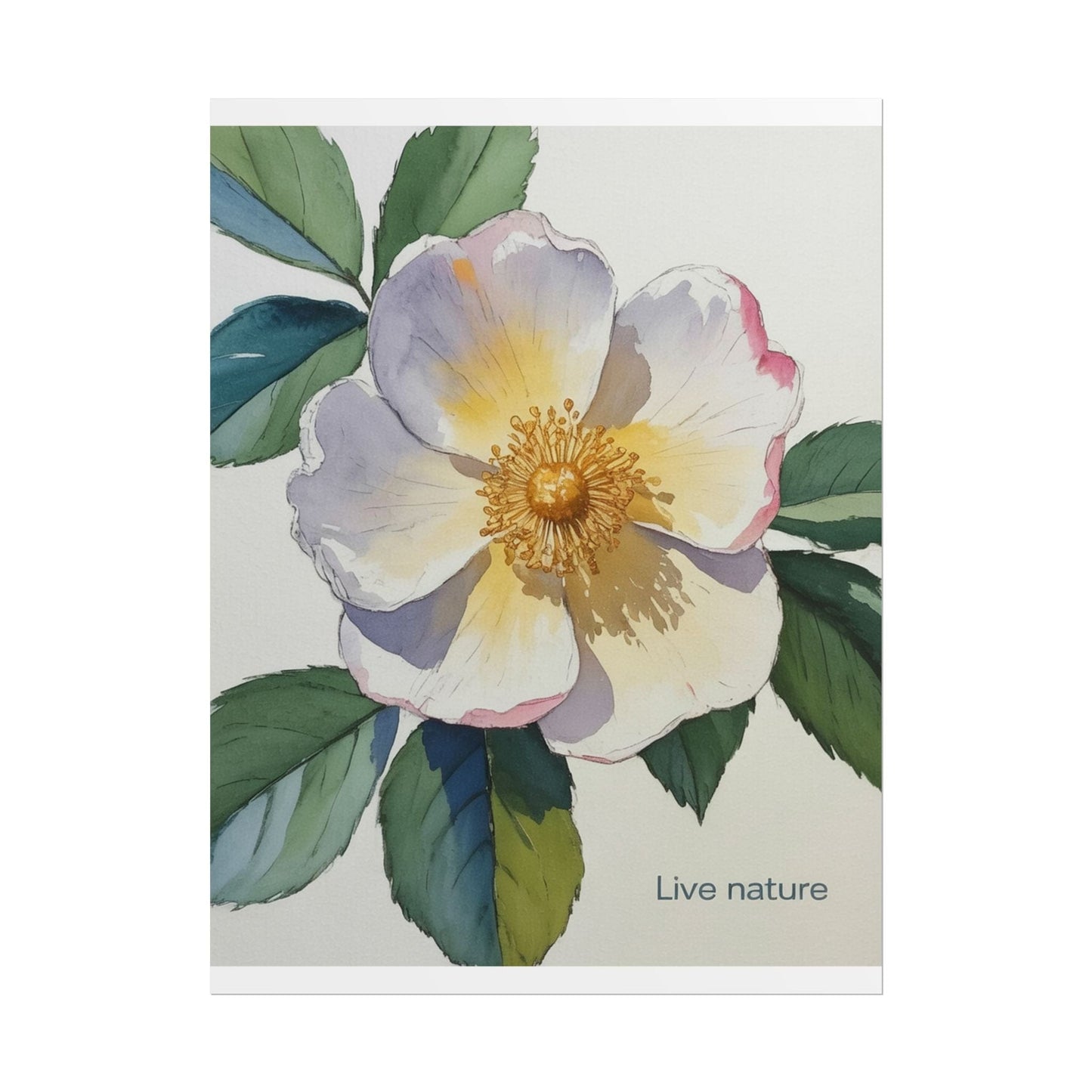Cherokee Rose Watercolor Art Print 'Live Nature