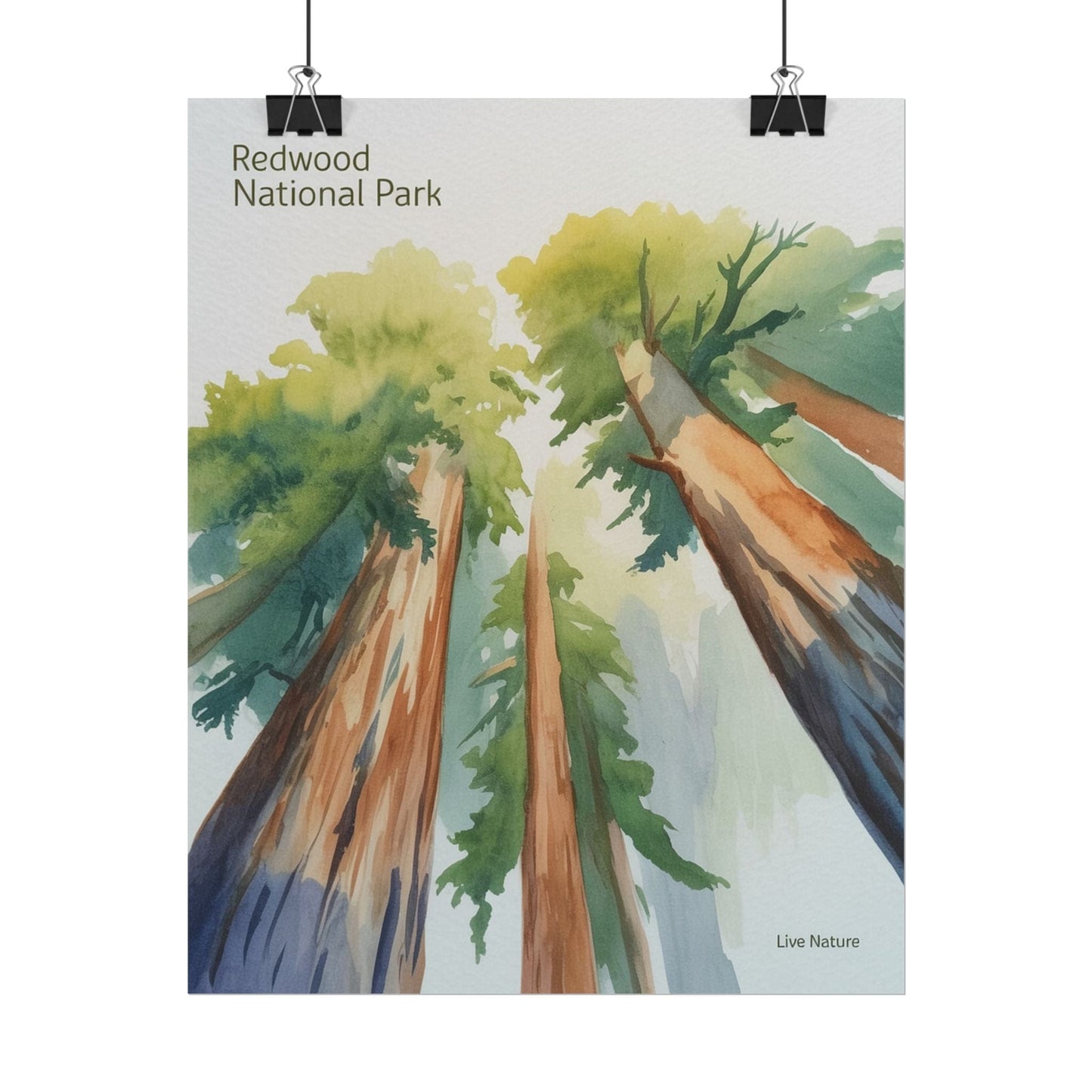 Redwood National Park Watercolor Art Print
