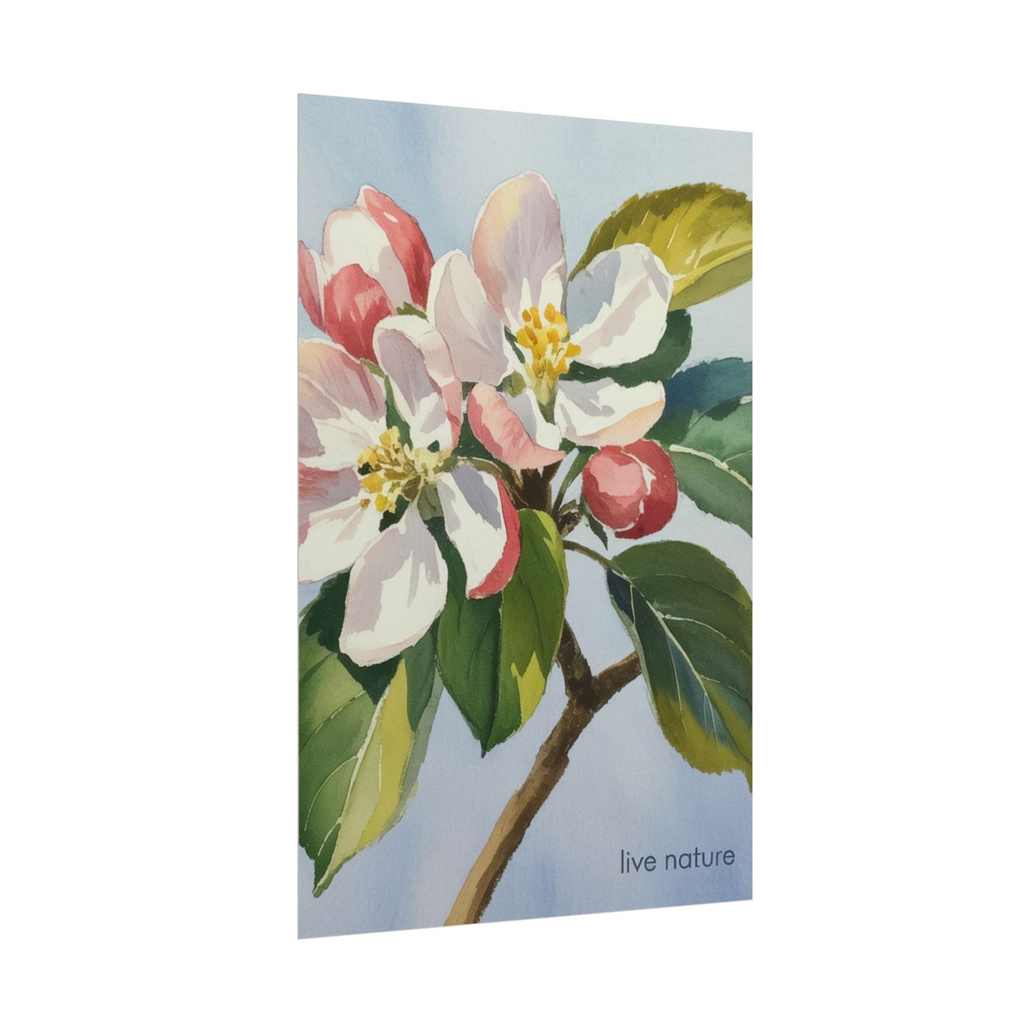 Apple Blossom Watercolor Art Print 'Live Nature' Design