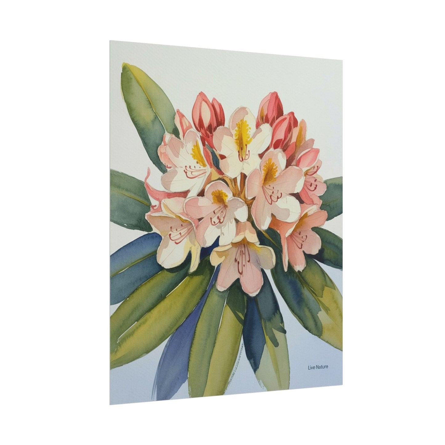 Coast Rhododendron Watercolor Print Washington Art