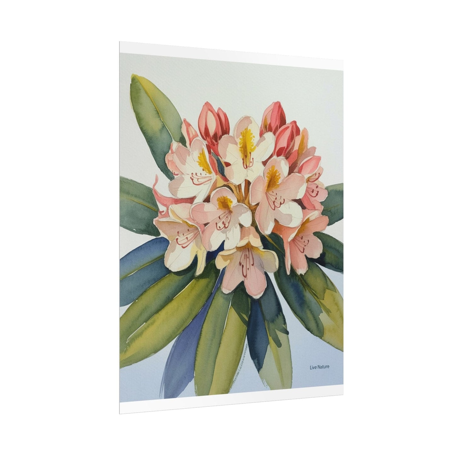 Coast Rhododendron Watercolor Print Washington Art