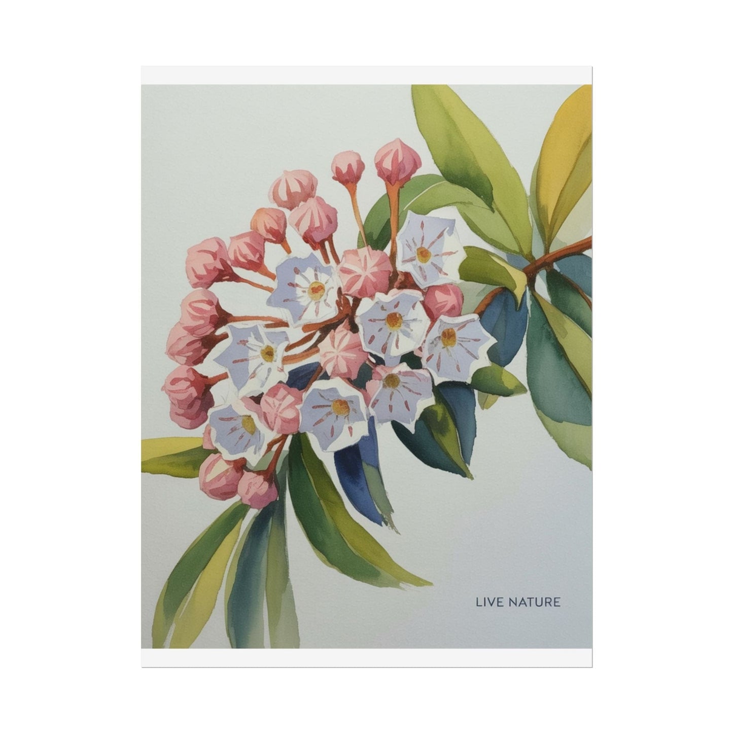 Mountain Laurel Connecticut State Flower Art Print