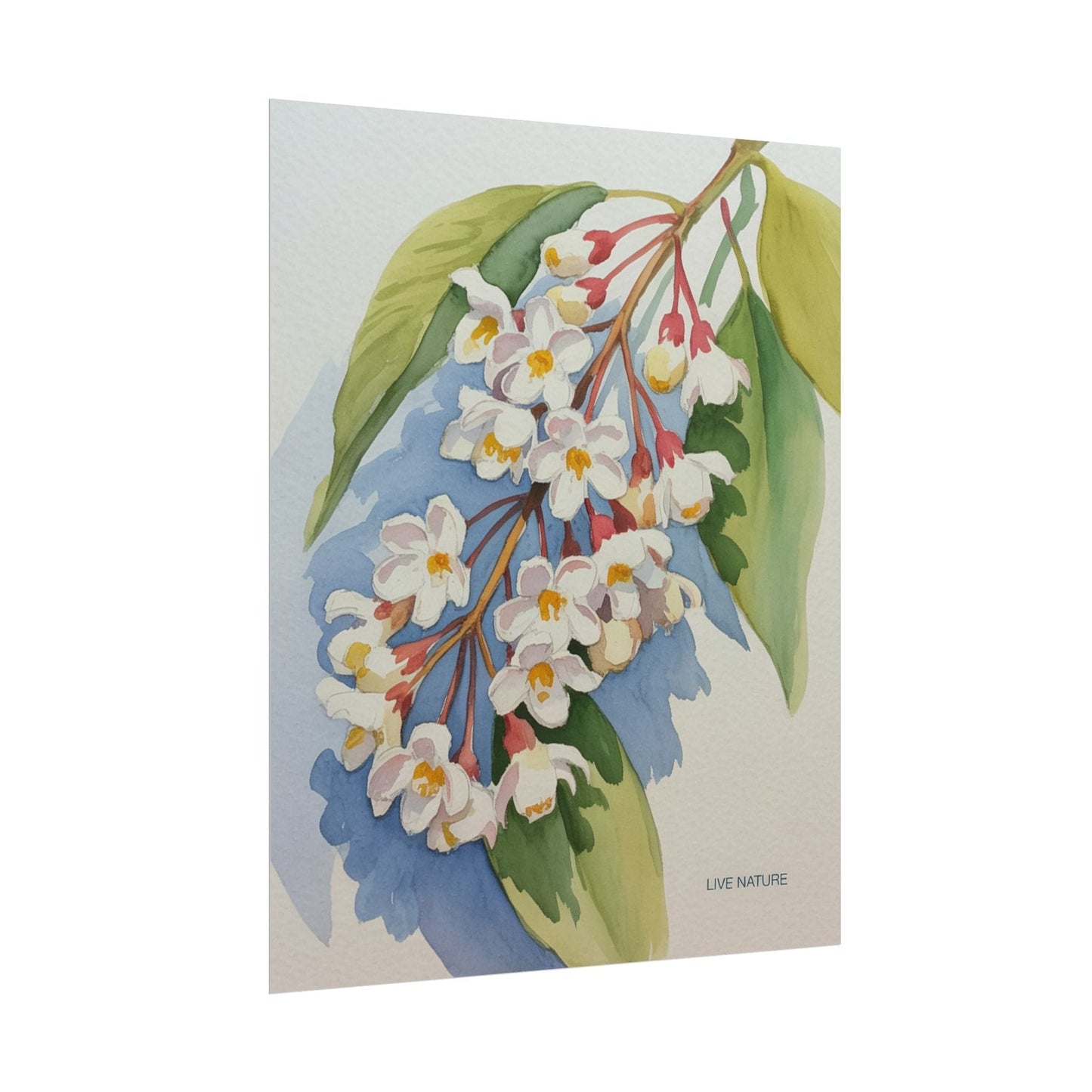 Idaho Syringa Blossom Watercolor Art Print Poster