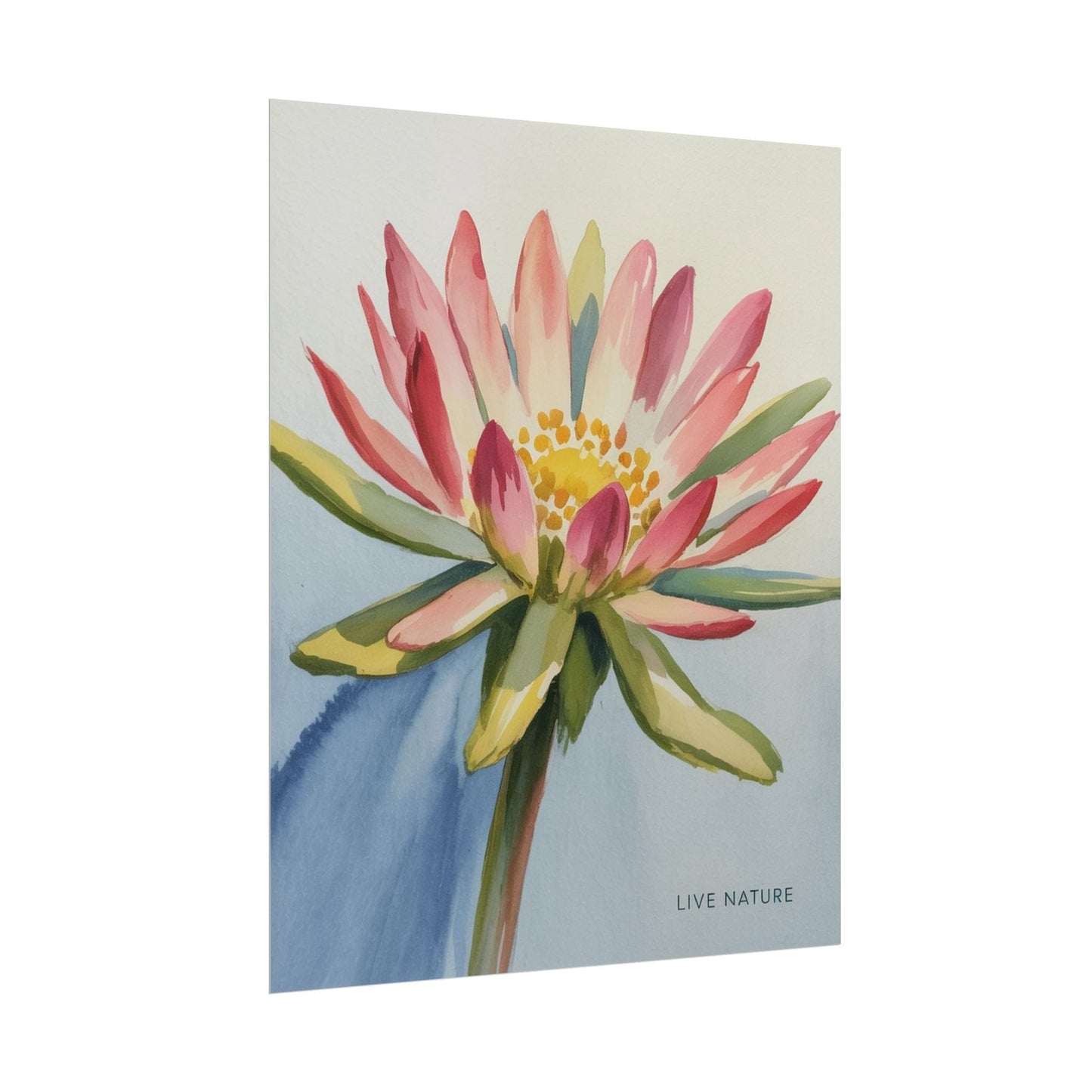 Bitterroot Flower Watercolor Print 'Live Nature