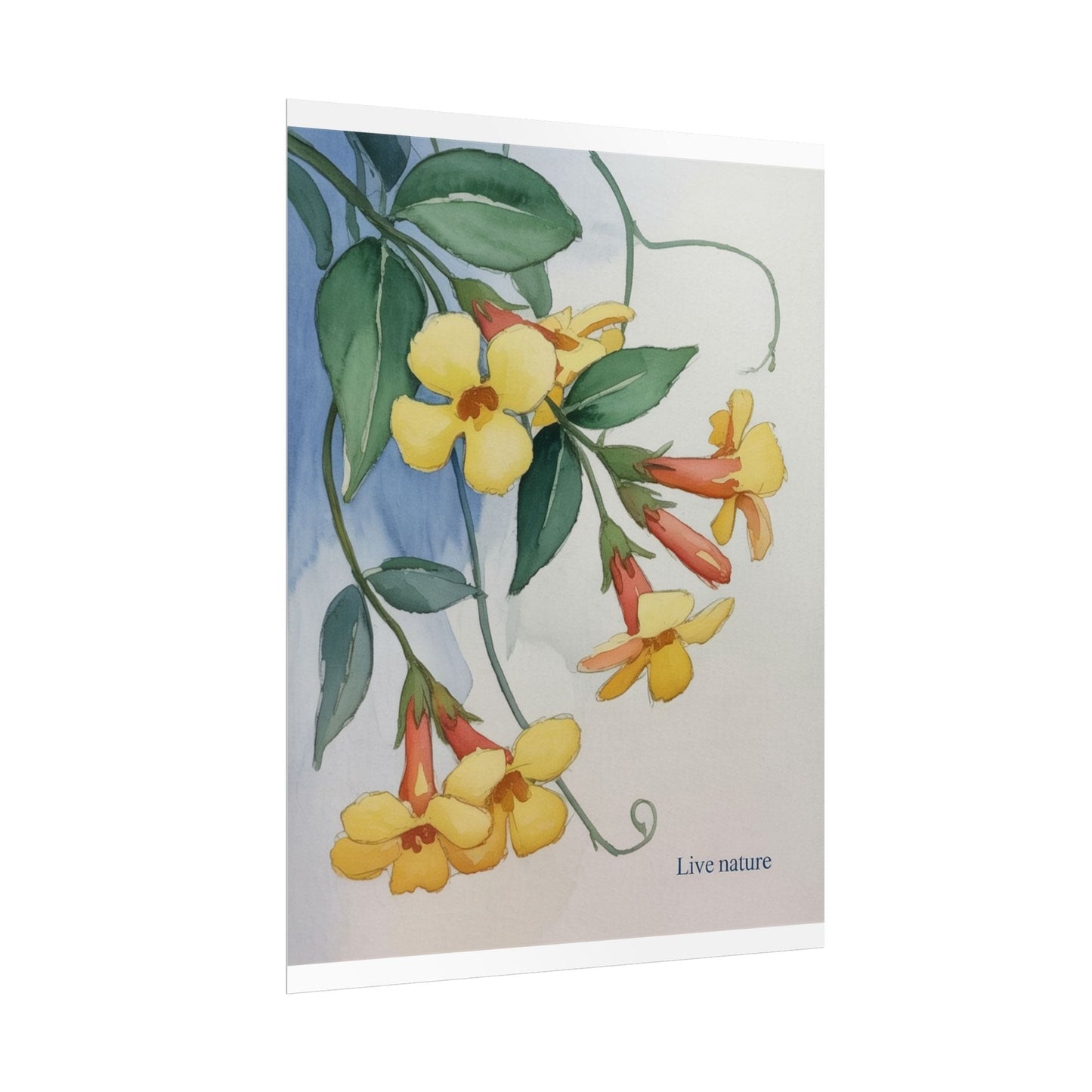 Yellow Jessamine Watercolor Art Print 'Live Nature
