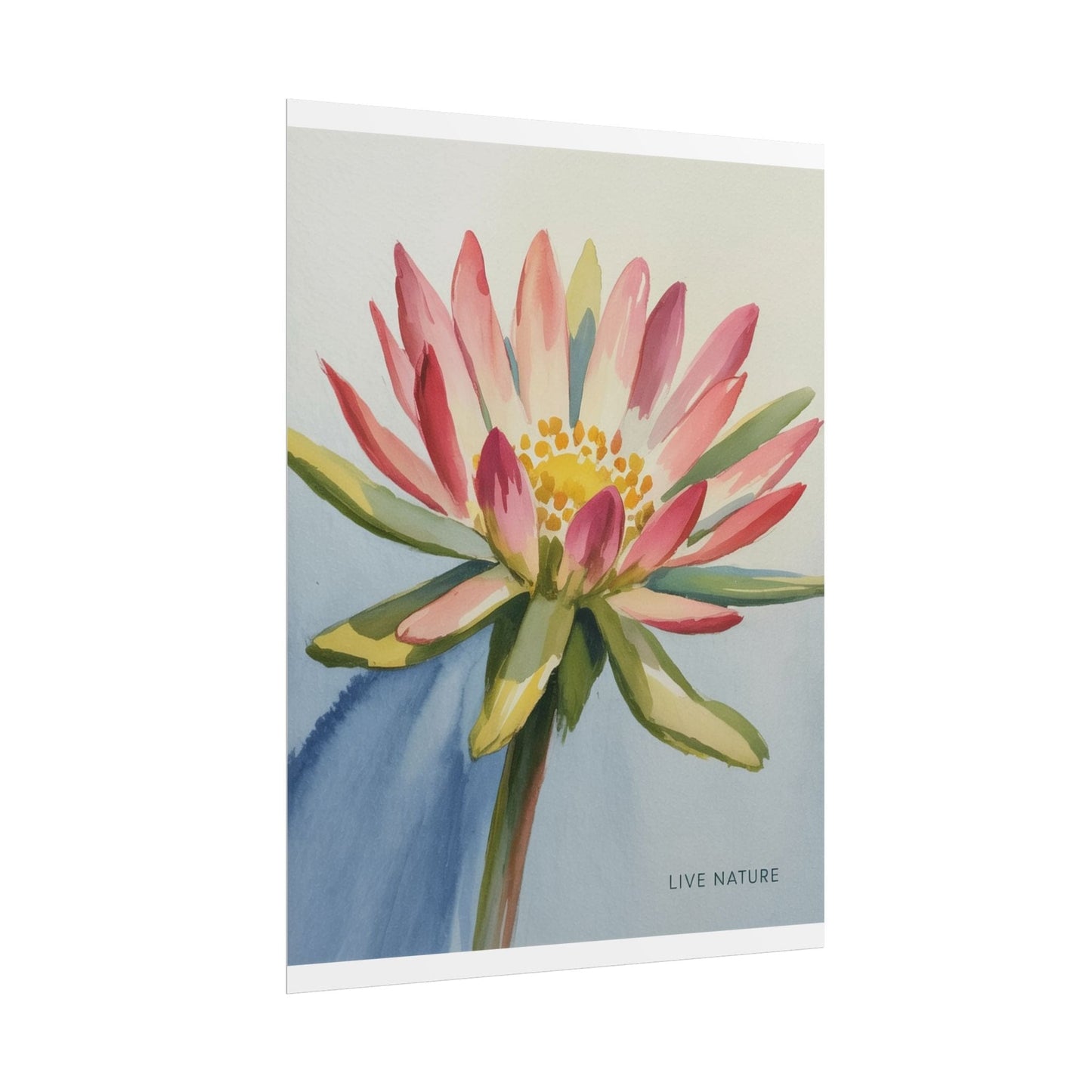 Bitterroot Flower Watercolor Print 'Live Nature