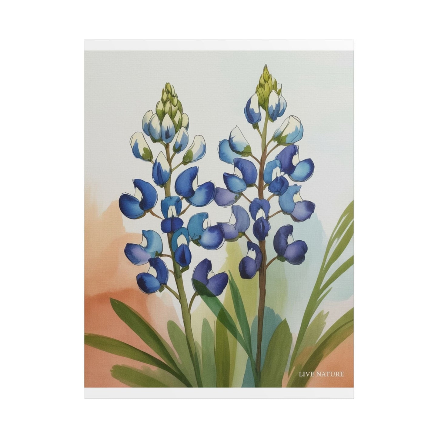 Texas Bluebonnet Watercolor Art Print Matte Finish