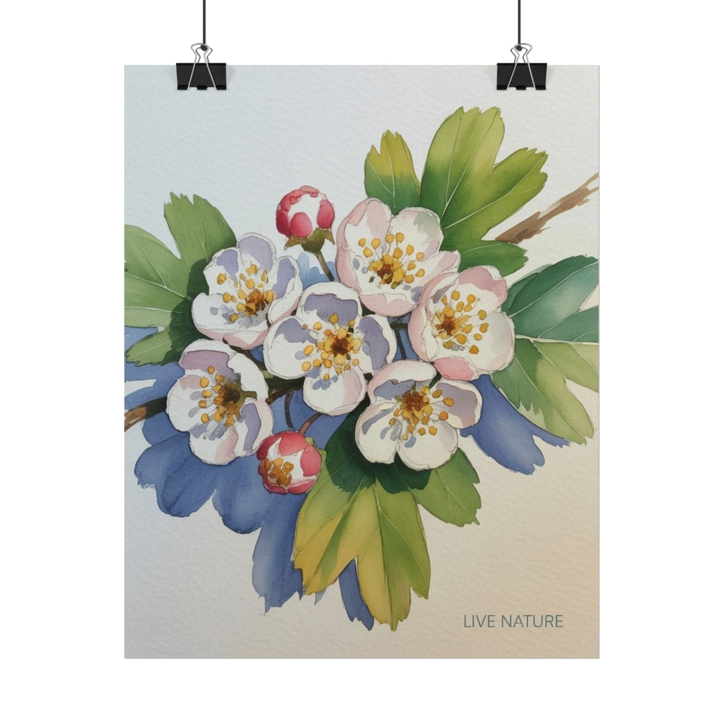 Hawthorn and Dogwood Blossoms Art Print – Live Nature