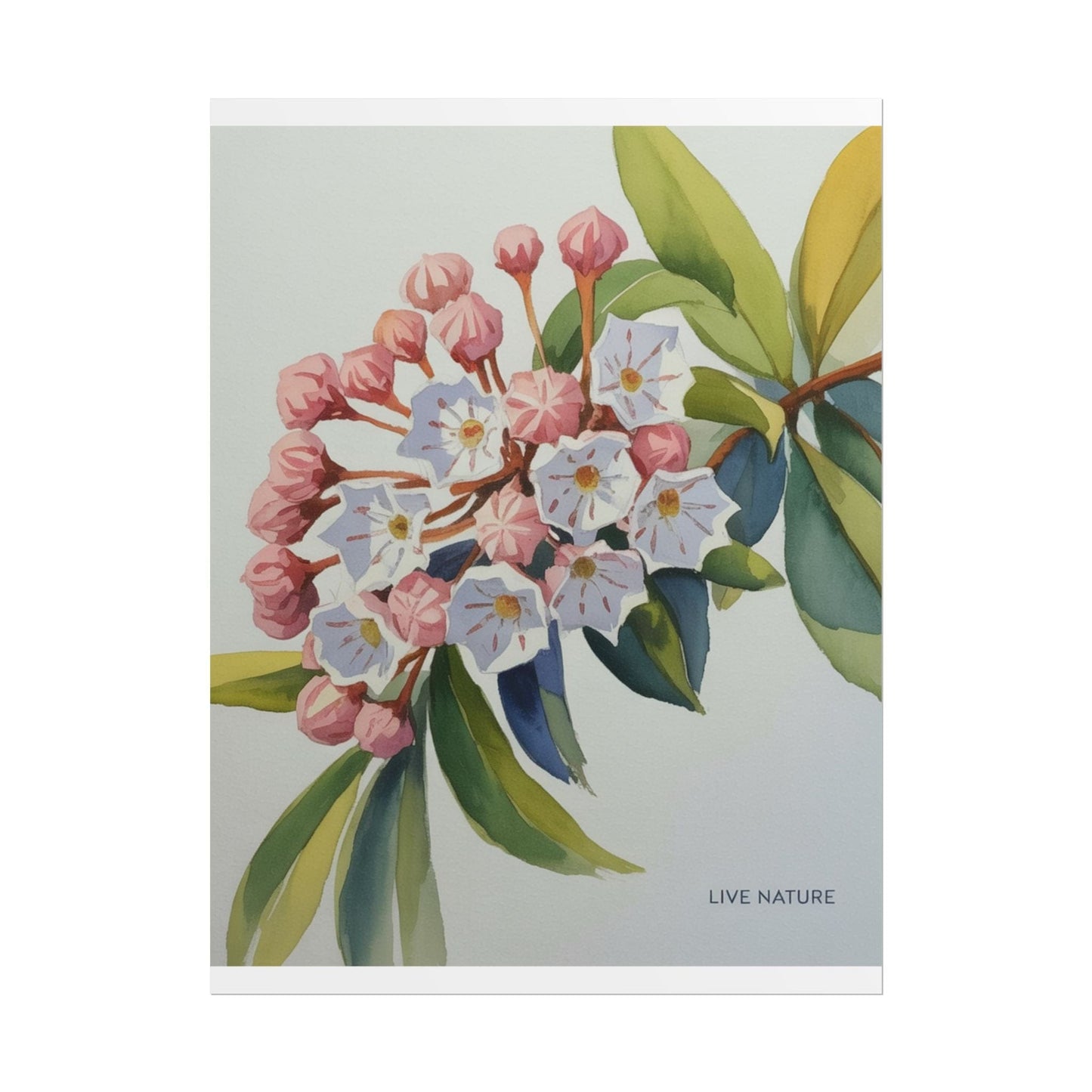 Mountain Laurel Connecticut State Flower Art Print