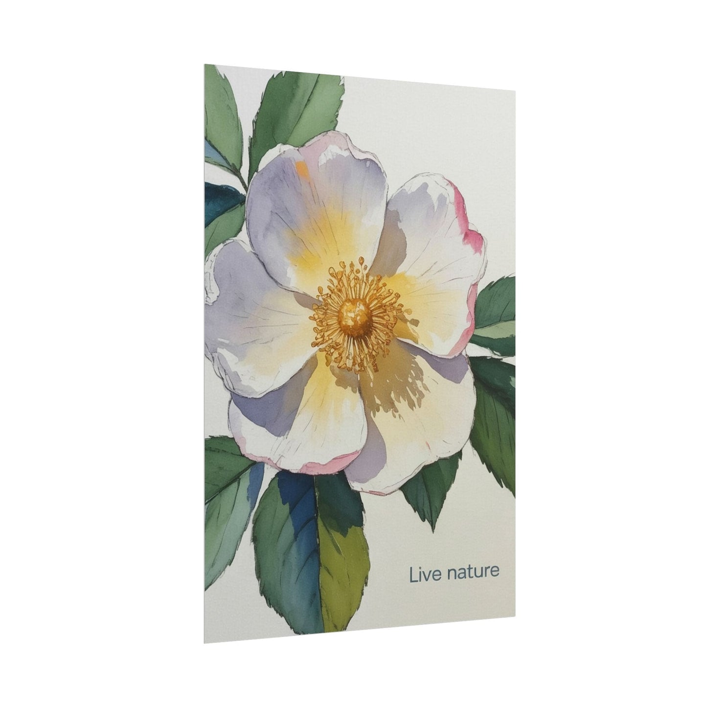 Cherokee Rose Watercolor Art Print 'Live Nature