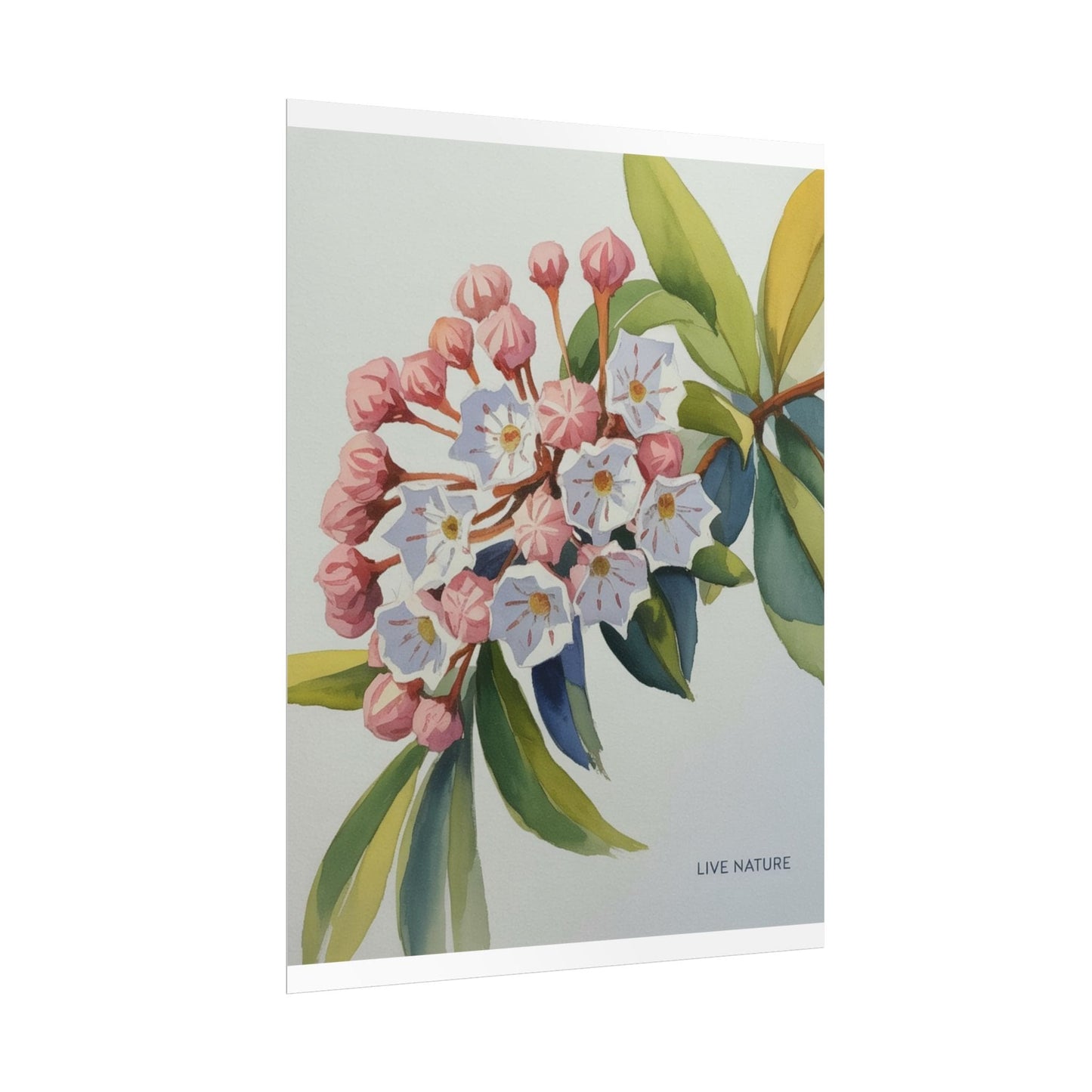 Mountain Laurel Connecticut State Flower Art Print