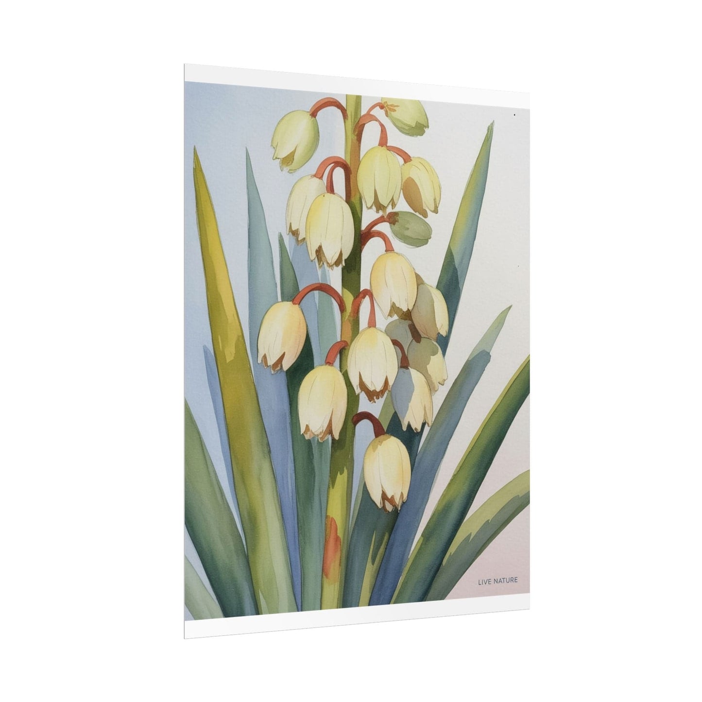 Yucca Bloom Watercolor Print Live Nature Collection