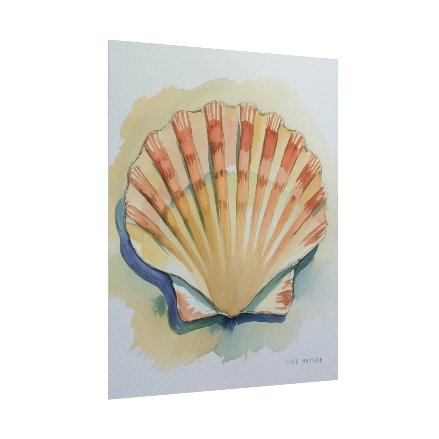 Clam Shell Watercolor Art Print 'Live Nature