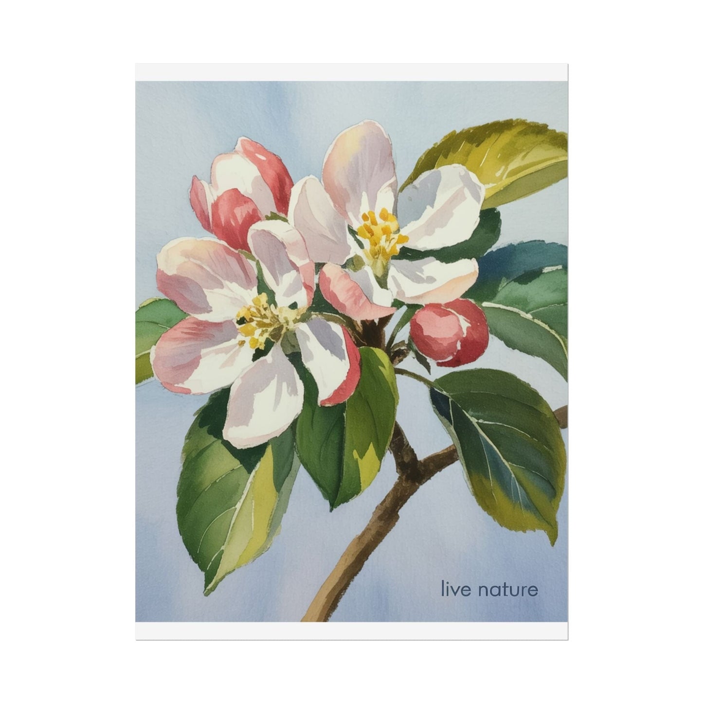 Apple Blossom Watercolor Art Print 'Live Nature' Design