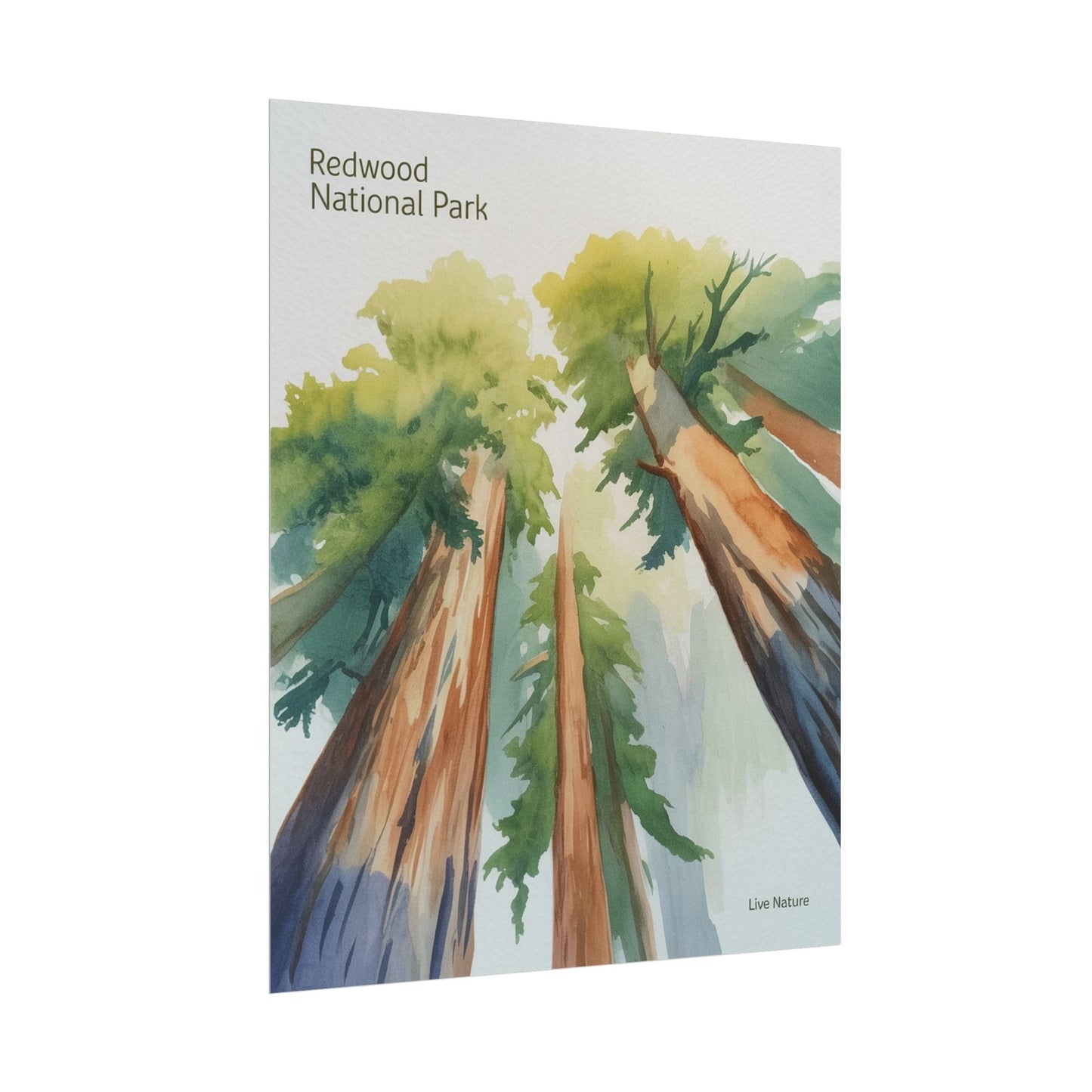 Redwood National Park Watercolor Art Print