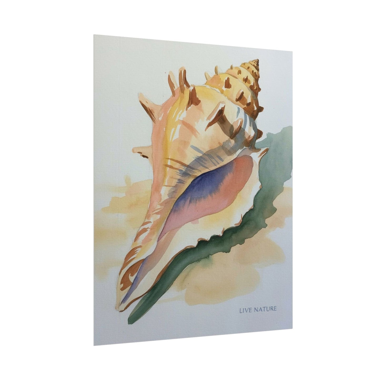 Conch Shell Watercolor Print 'Live Nature' Design