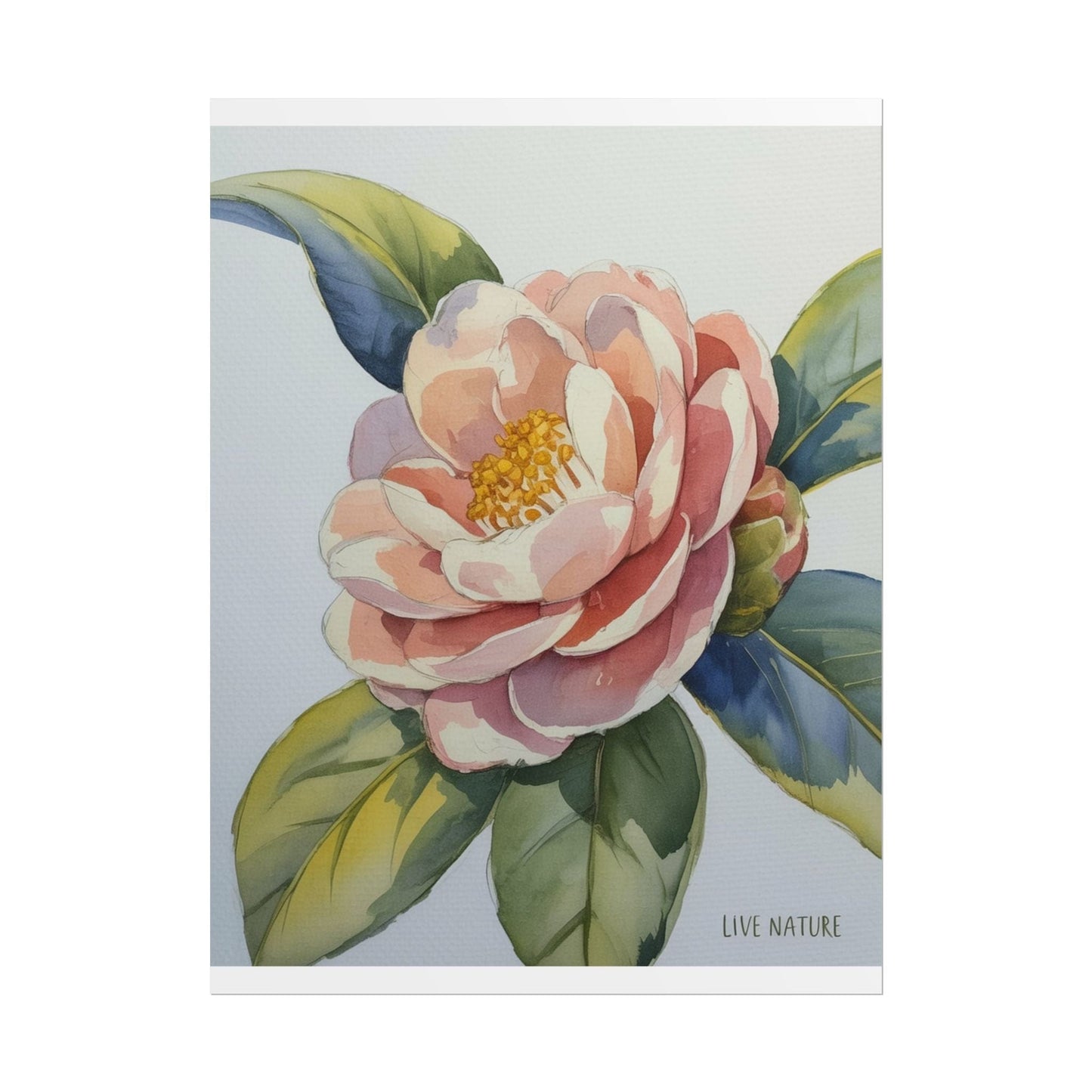 Camellia Flower Watercolor Art Print 'Live Nature