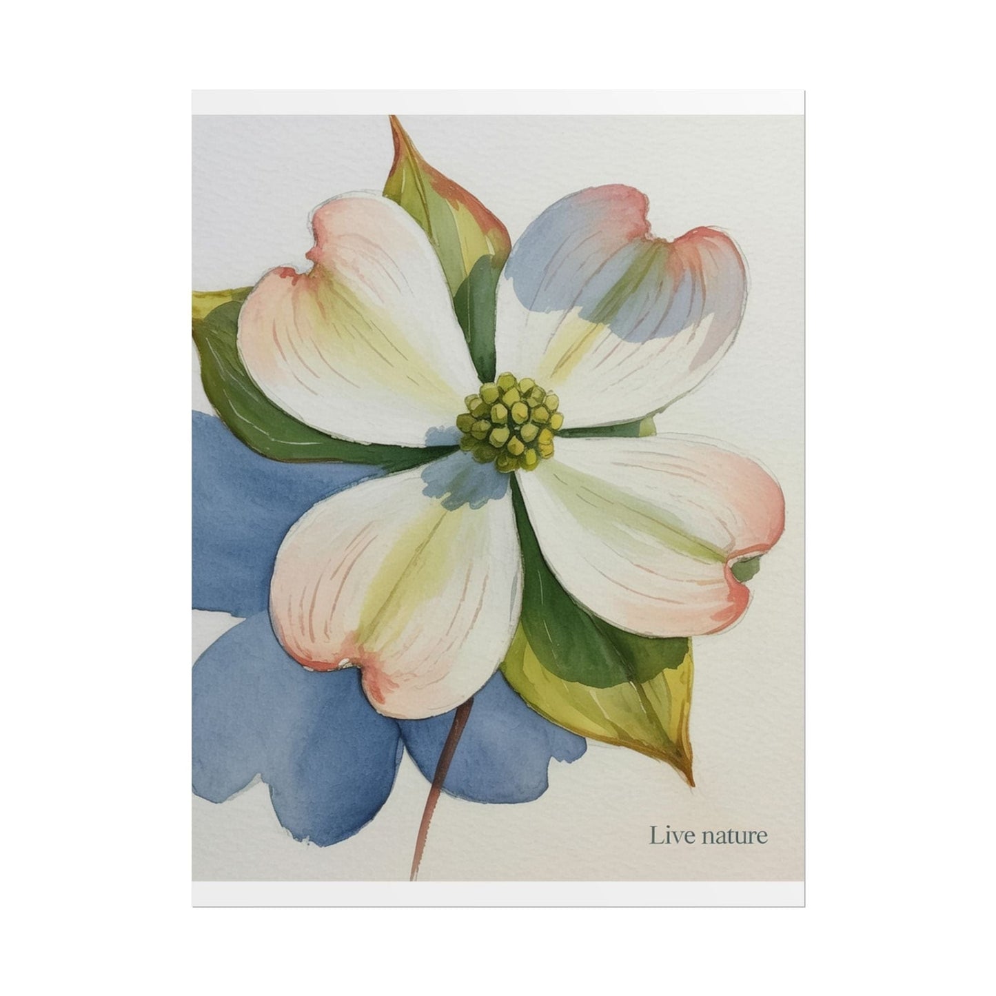 Flowering Dogwood Watercolor Print 'Live Nature