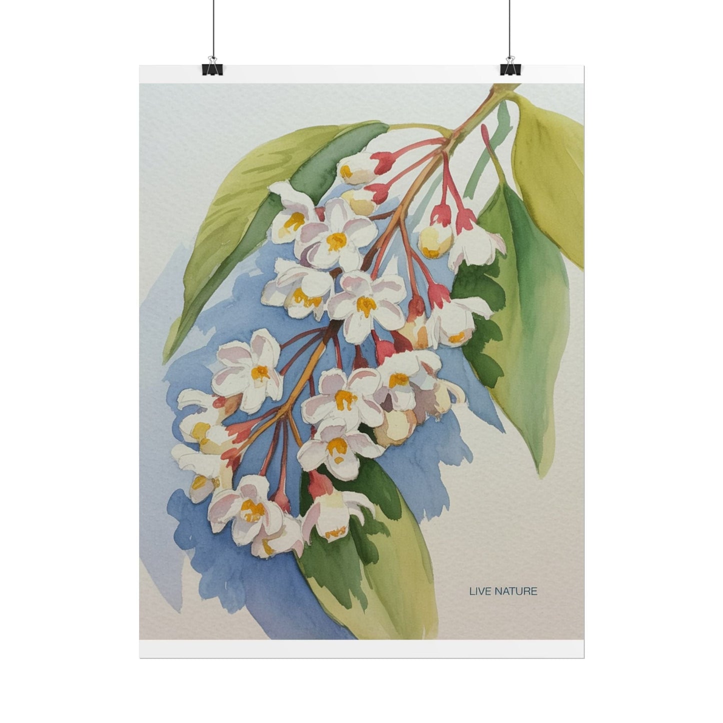 Idaho Syringa Blossom Watercolor Art Print Poster