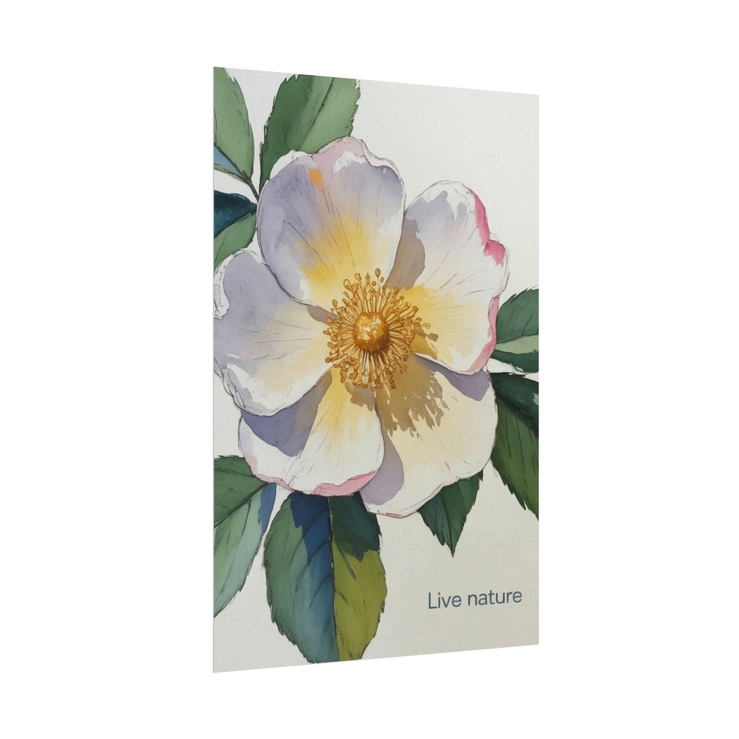 Cherokee Rose Watercolor Art Print 'Live Nature