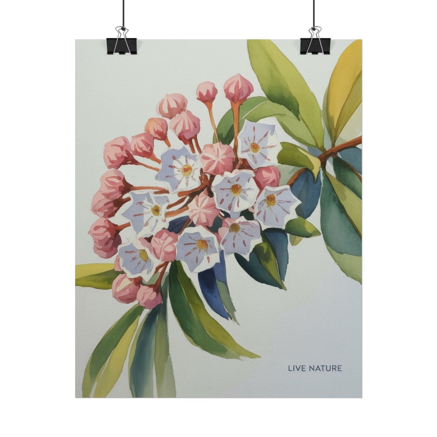 Mountain Laurel Connecticut State Flower Art Print