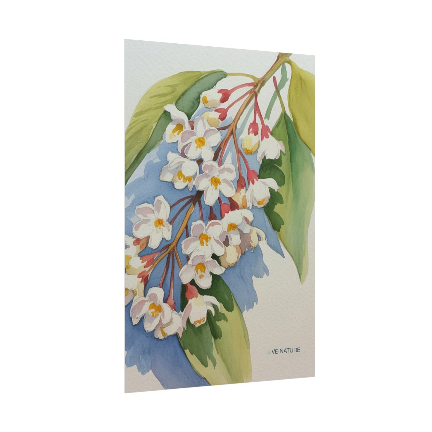 Idaho Syringa Blossom Watercolor Art Print Poster