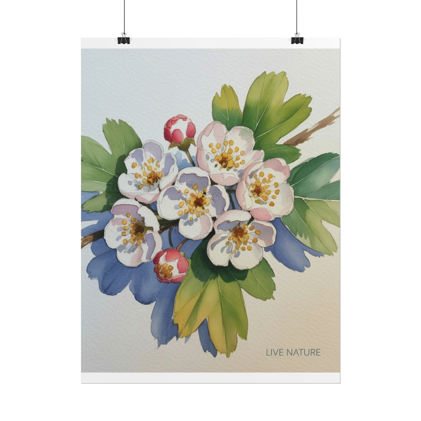 Hawthorn and Dogwood Blossoms Art Print – Live Nature