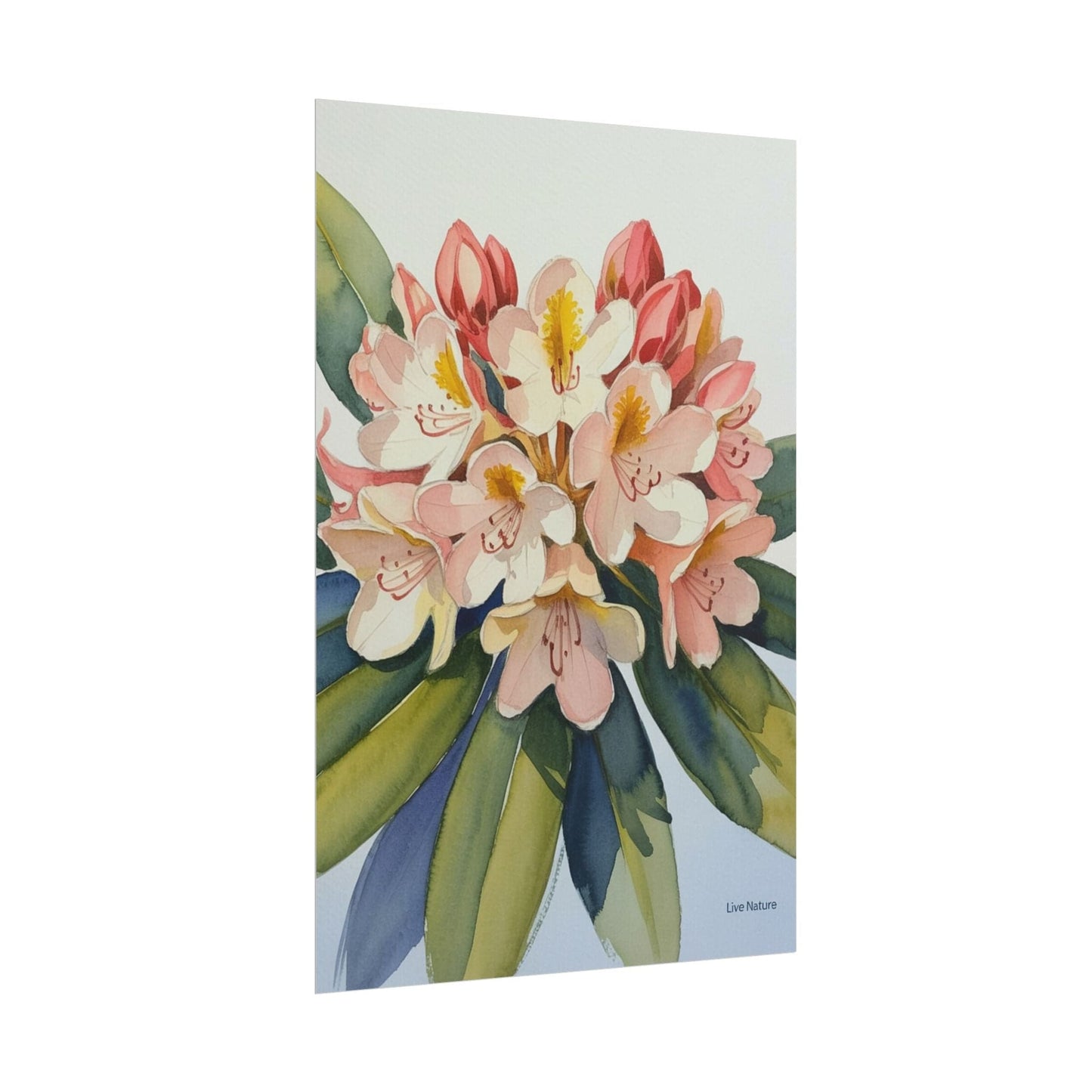 Coast Rhododendron Watercolor Print Washington Art