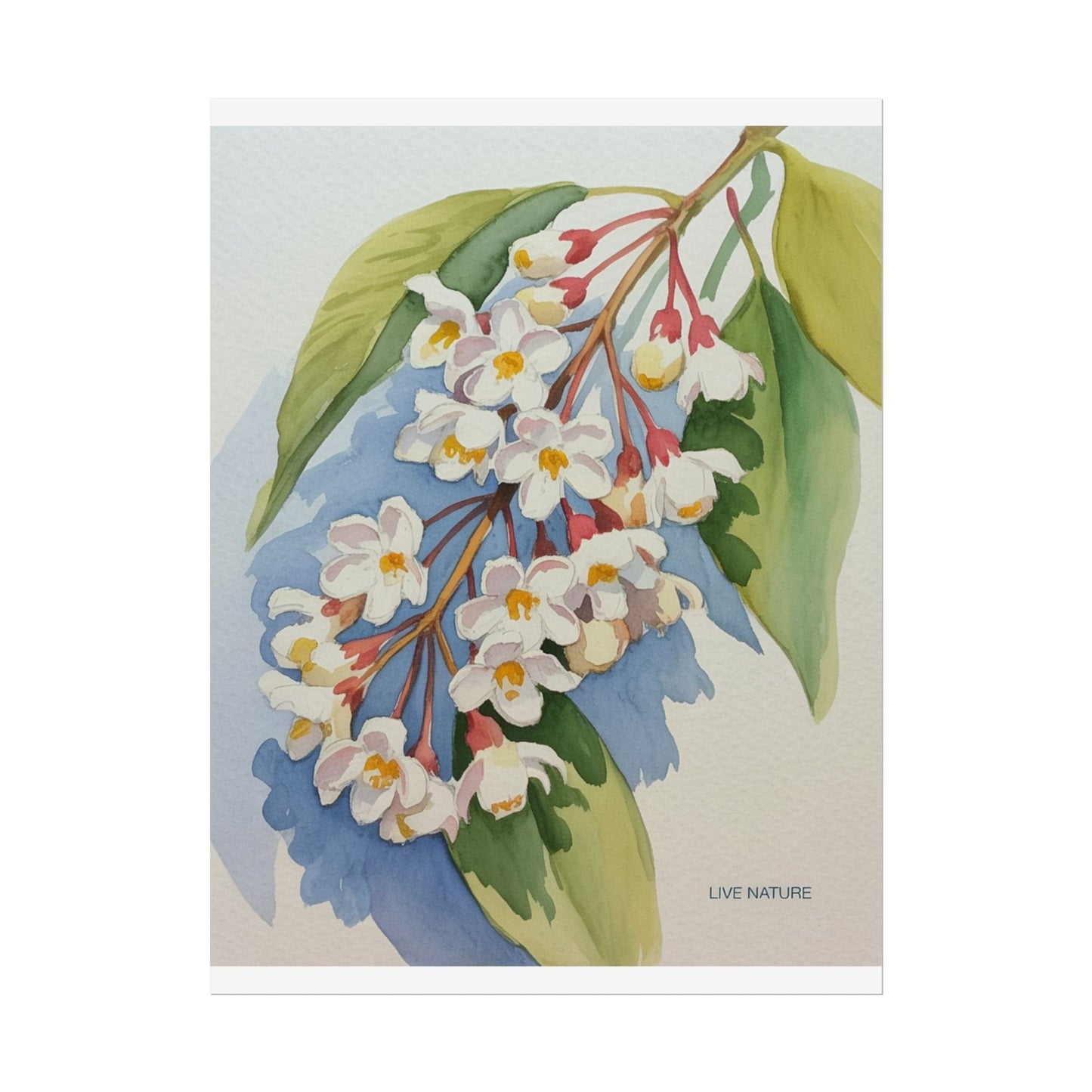 Idaho Syringa Blossom Watercolor Art Print Poster