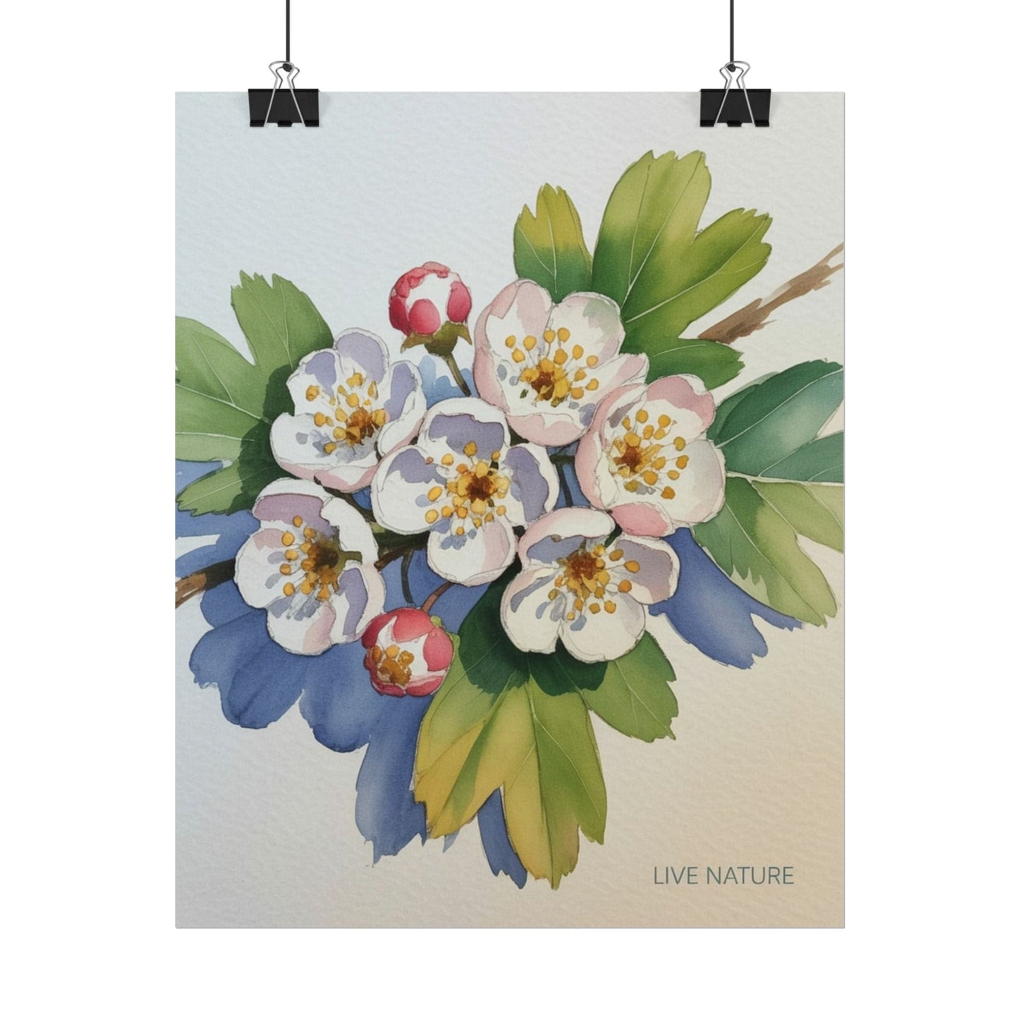 Hawthorn and Dogwood Blossoms Art Print – Live Nature