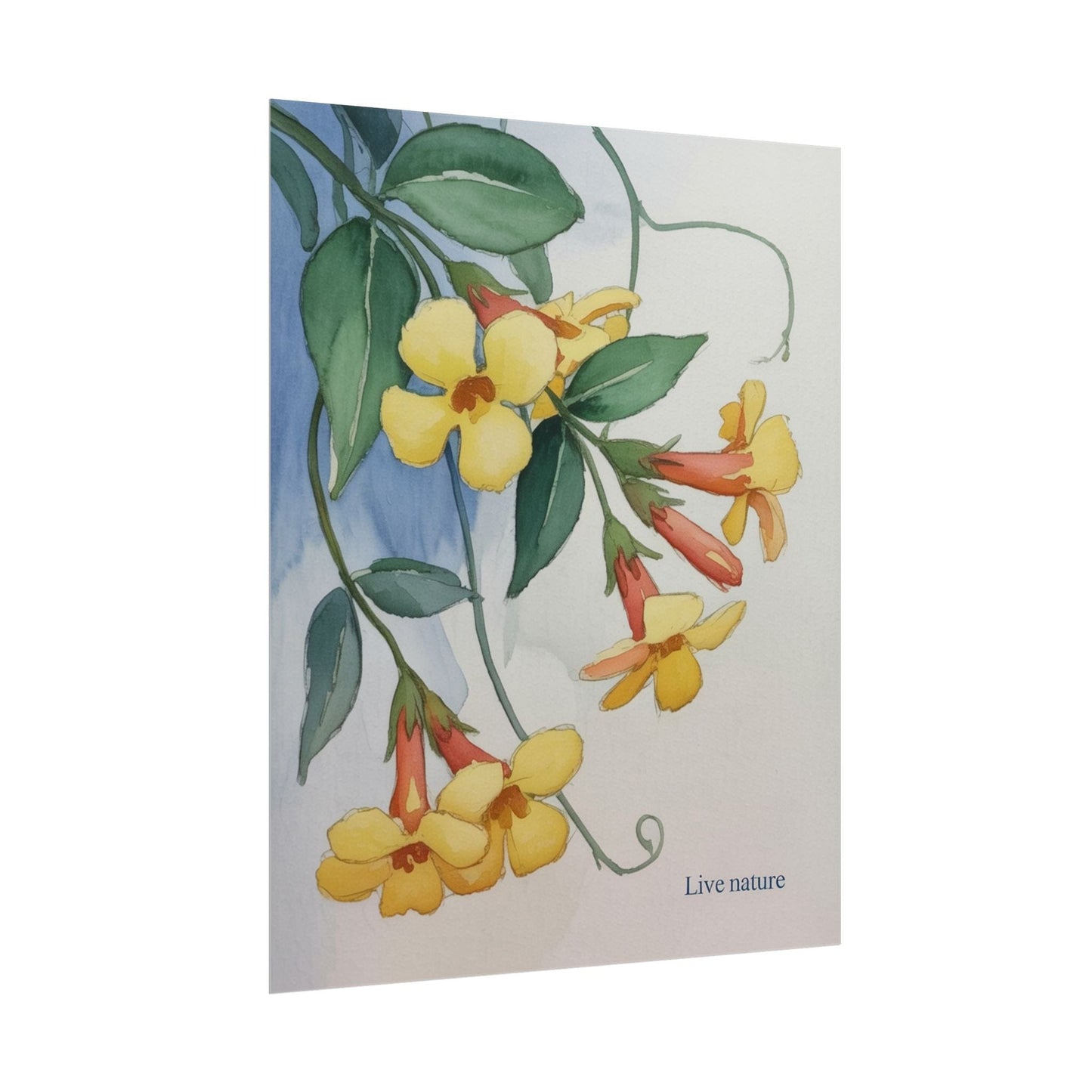 Yellow Jessamine Watercolor Art Print 'Live Nature
