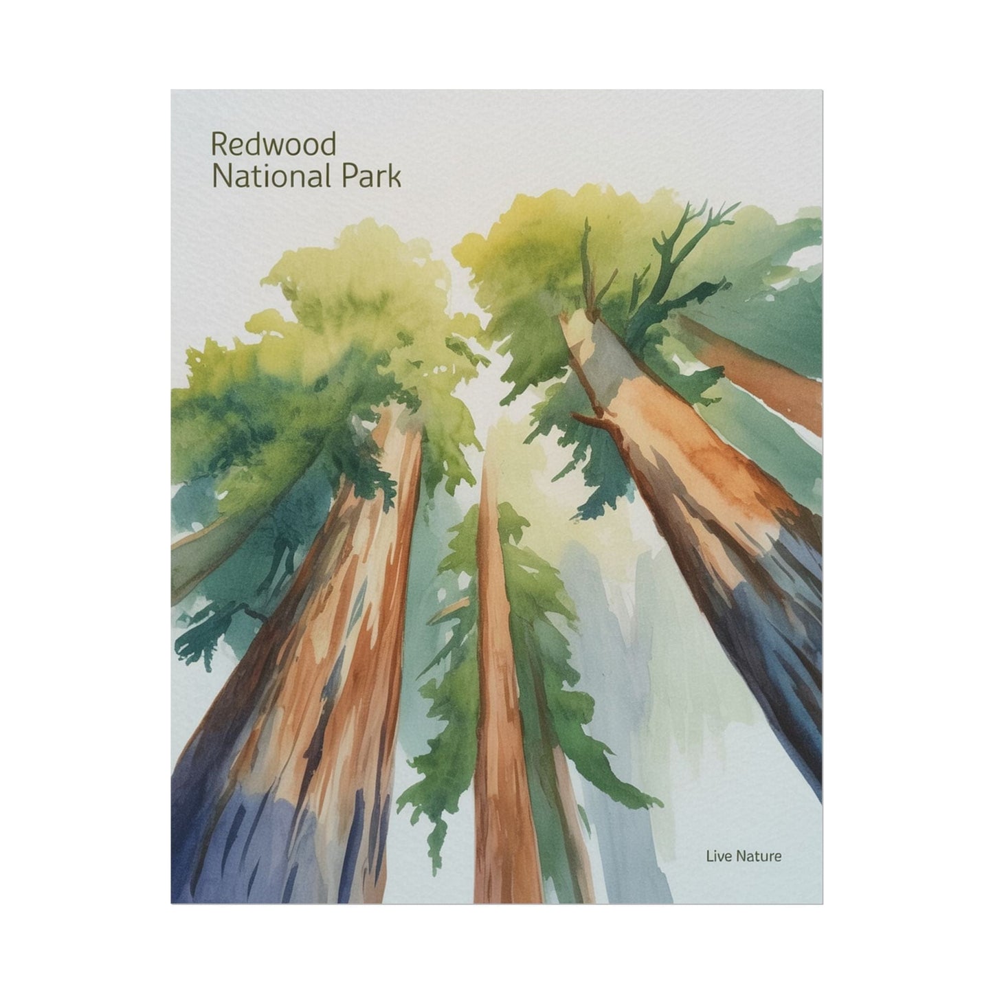 Redwood National Park Watercolor Art Print