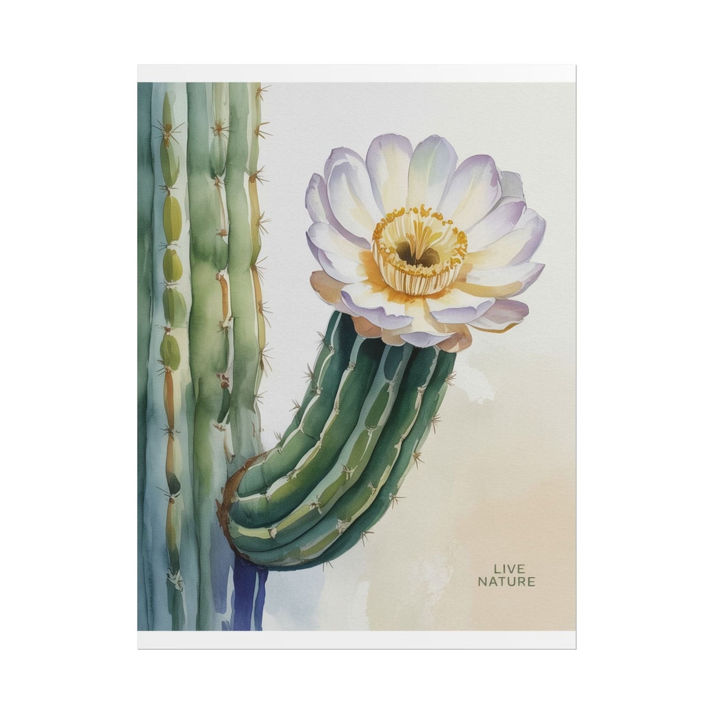 Saguaro Cactus Bloom Watercolor Art Print 'Live Nature