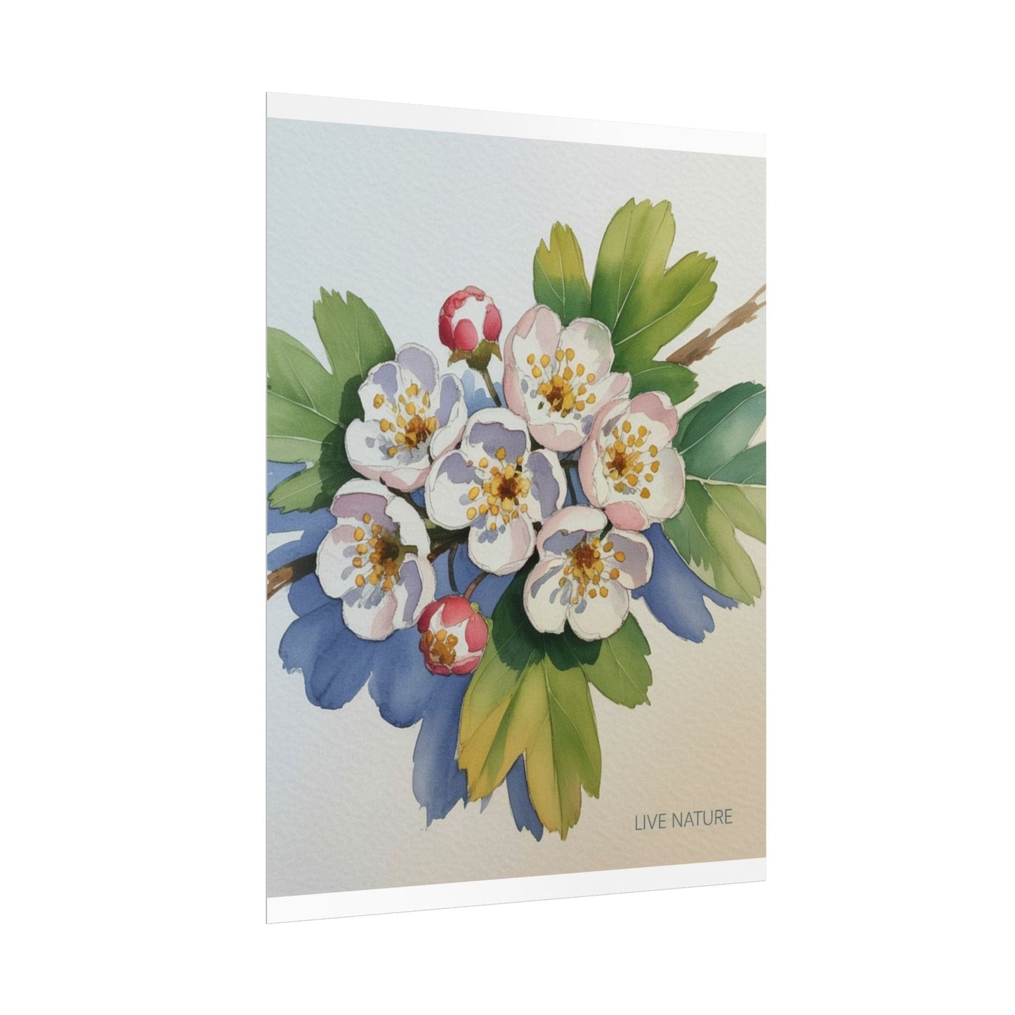 Hawthorn and Dogwood Blossoms Art Print – Live Nature