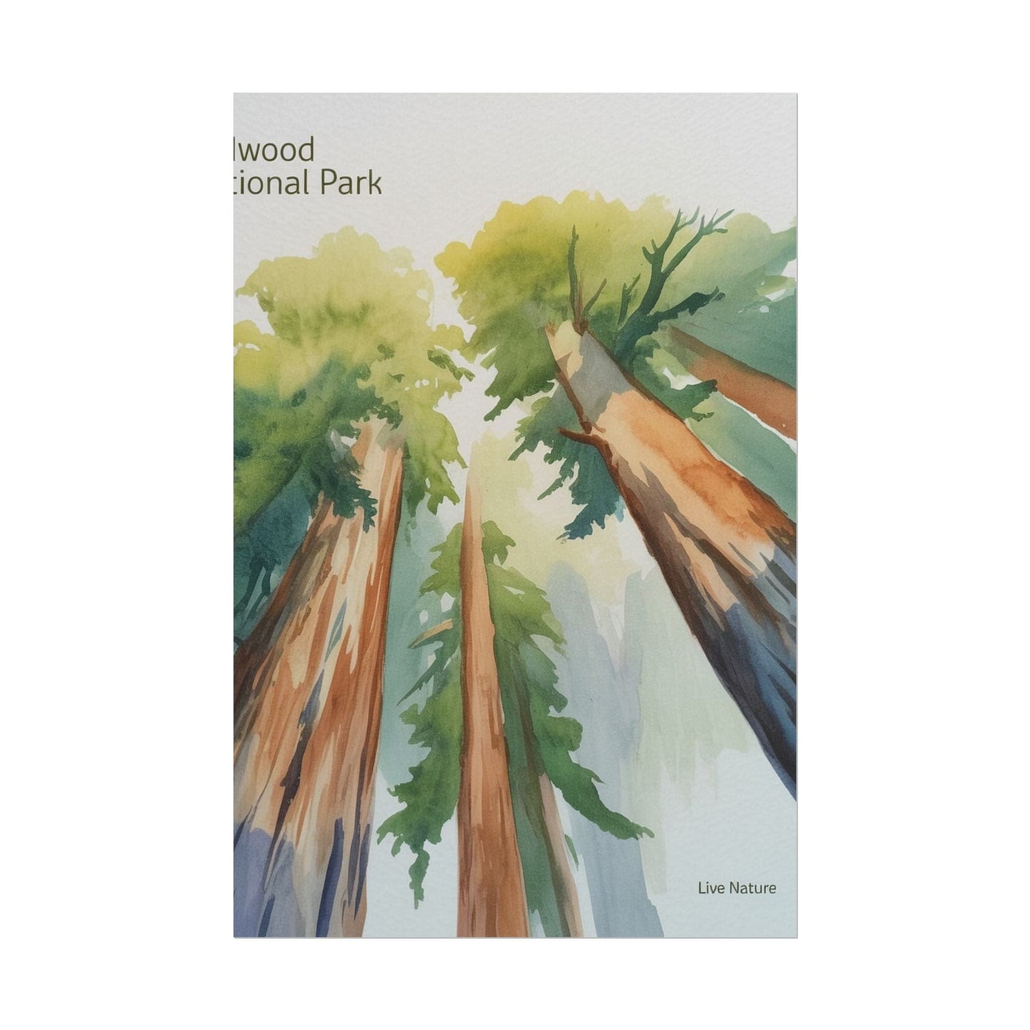 Redwood National Park Watercolor Art Print